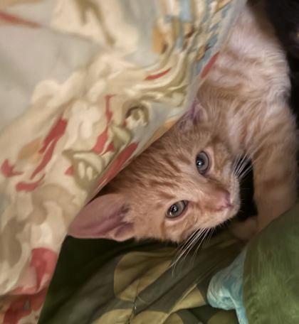 Enlarge Denali, a Adoptable mixed breed in Pleasanton, CA image 2/3