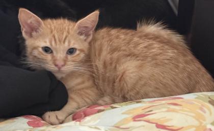 Enlarge Denali, a Adoptable mixed breed in Pleasanton, CA image 3/3