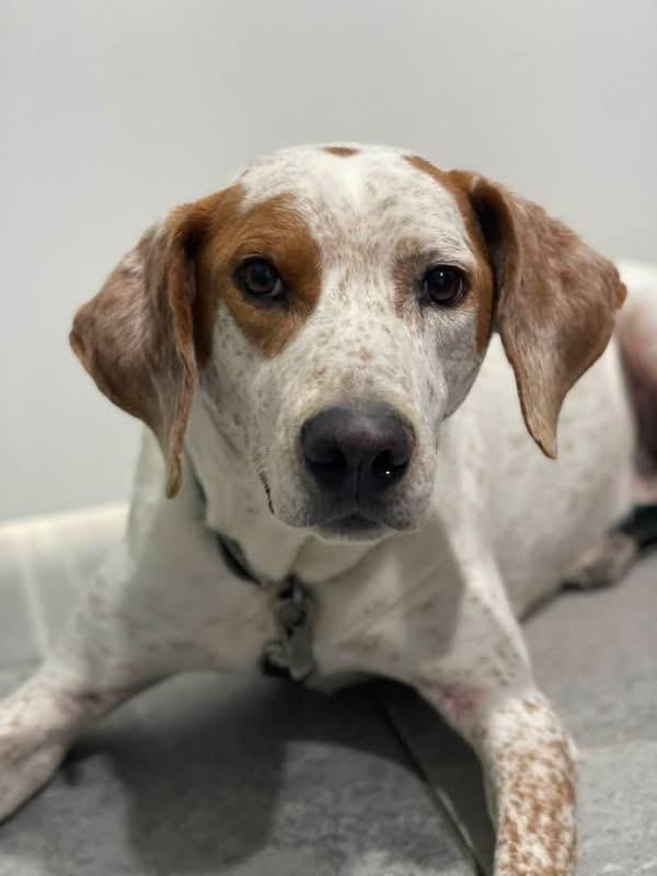 Marco, a ADOPTABLE mixed breed in Aspen, CO image 2/4