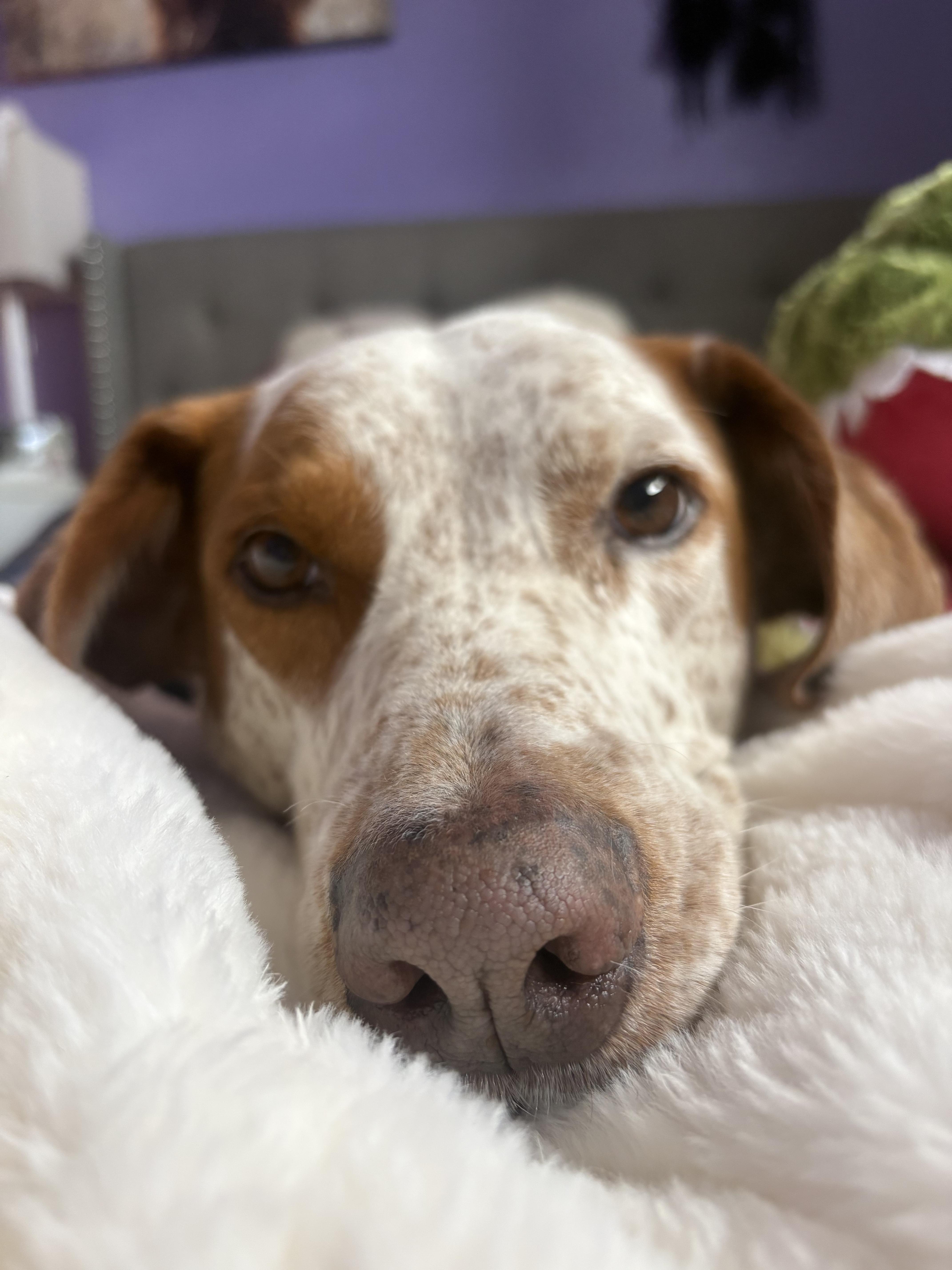 Marco, a ADOPTABLE mixed breed in Aspen, CO image 4/4