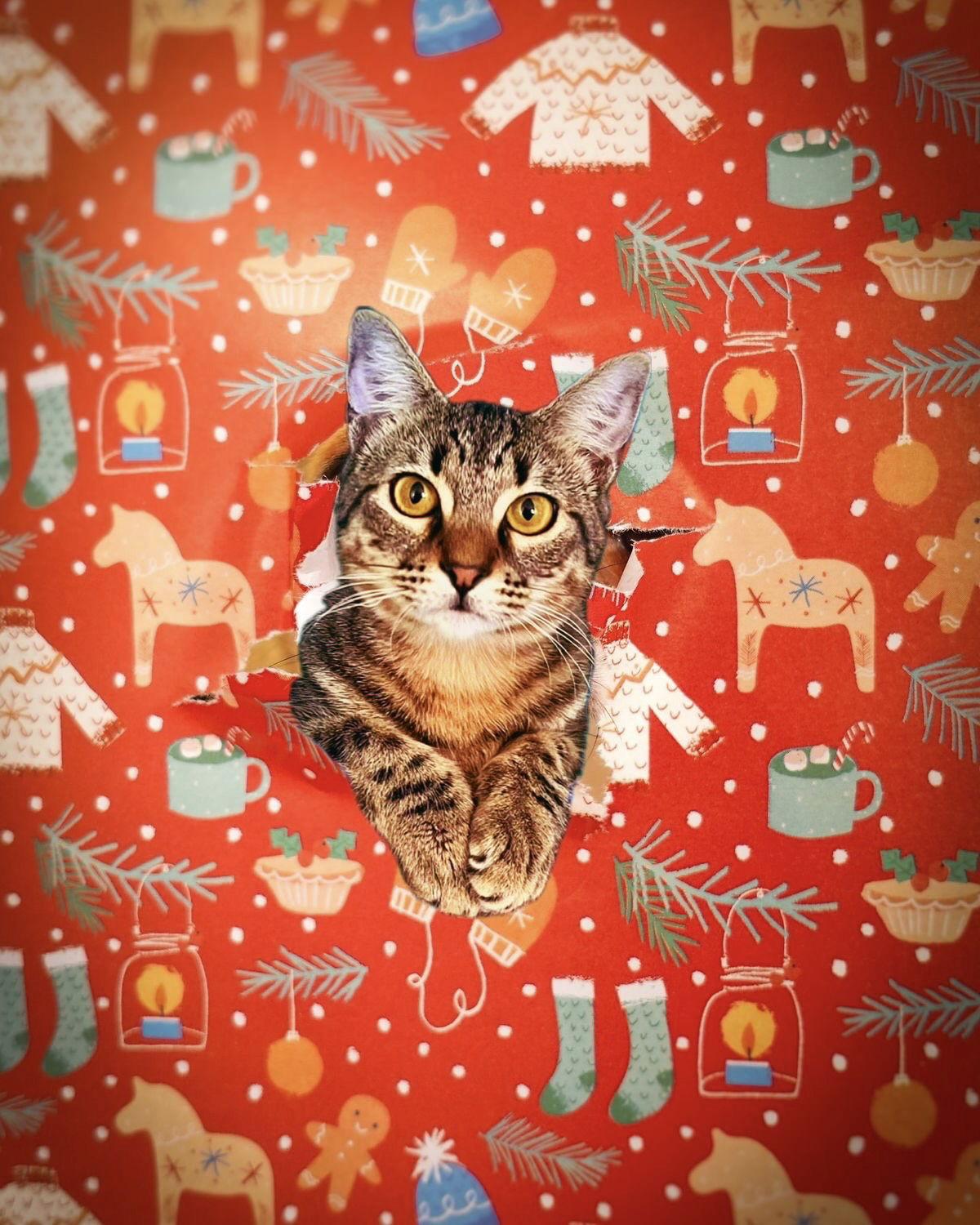 Holly, Adoptable, Young Female Domestic Short Hair & Tabby.