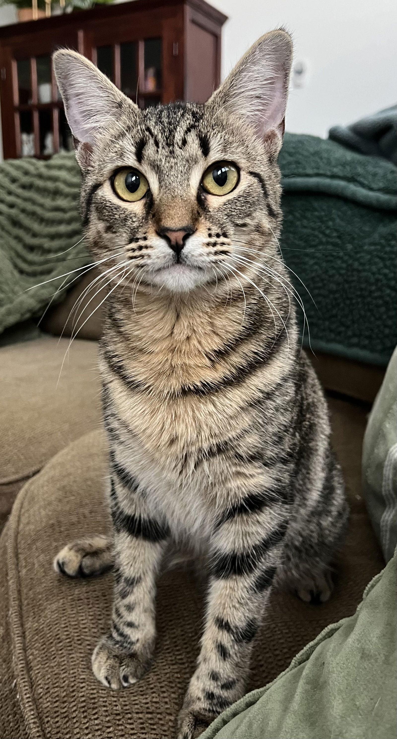 Enlarge Holly, a Adoptable mixed breed in Fort Worth, TX image 2/3