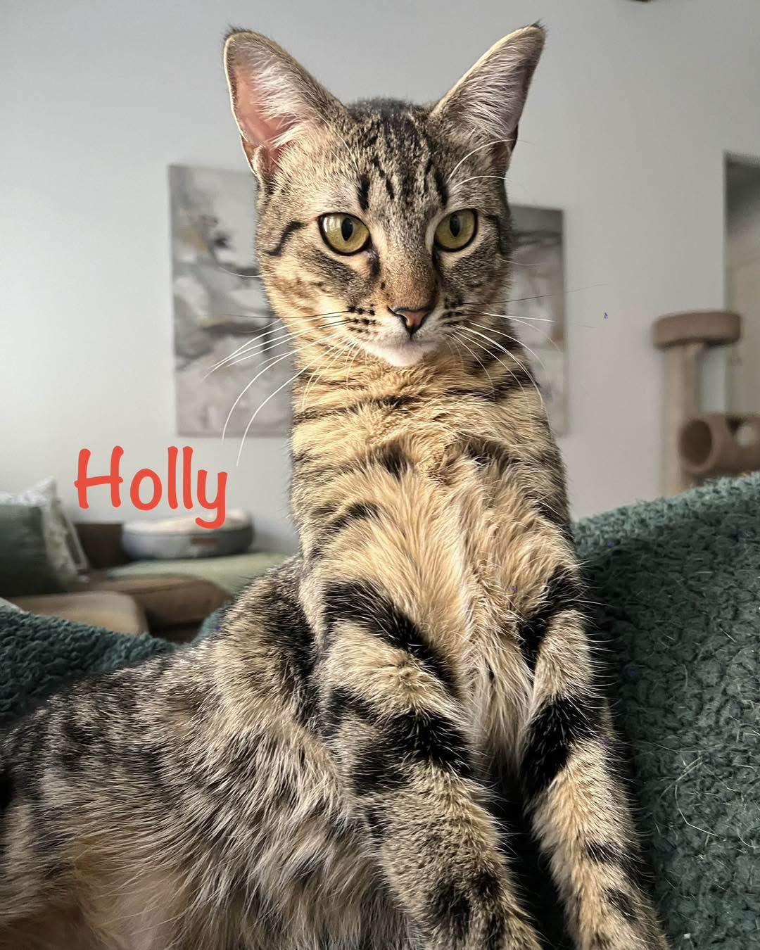 Enlarge Holly, a Adoptable mixed breed in Fort Worth, TX image 3/3