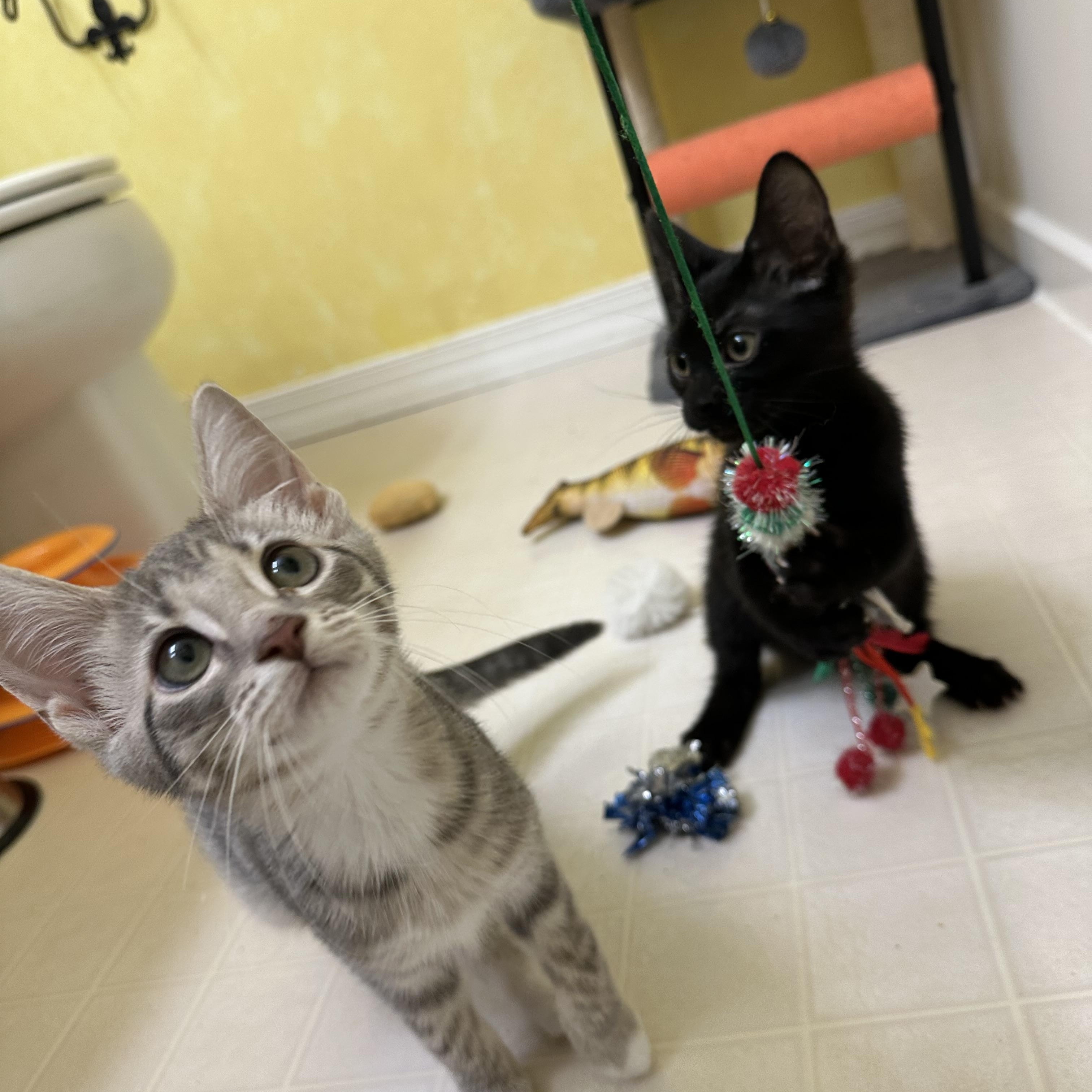 Omelette, a Adoptable Domestic Short Hair in Elkton, MD image 2/4