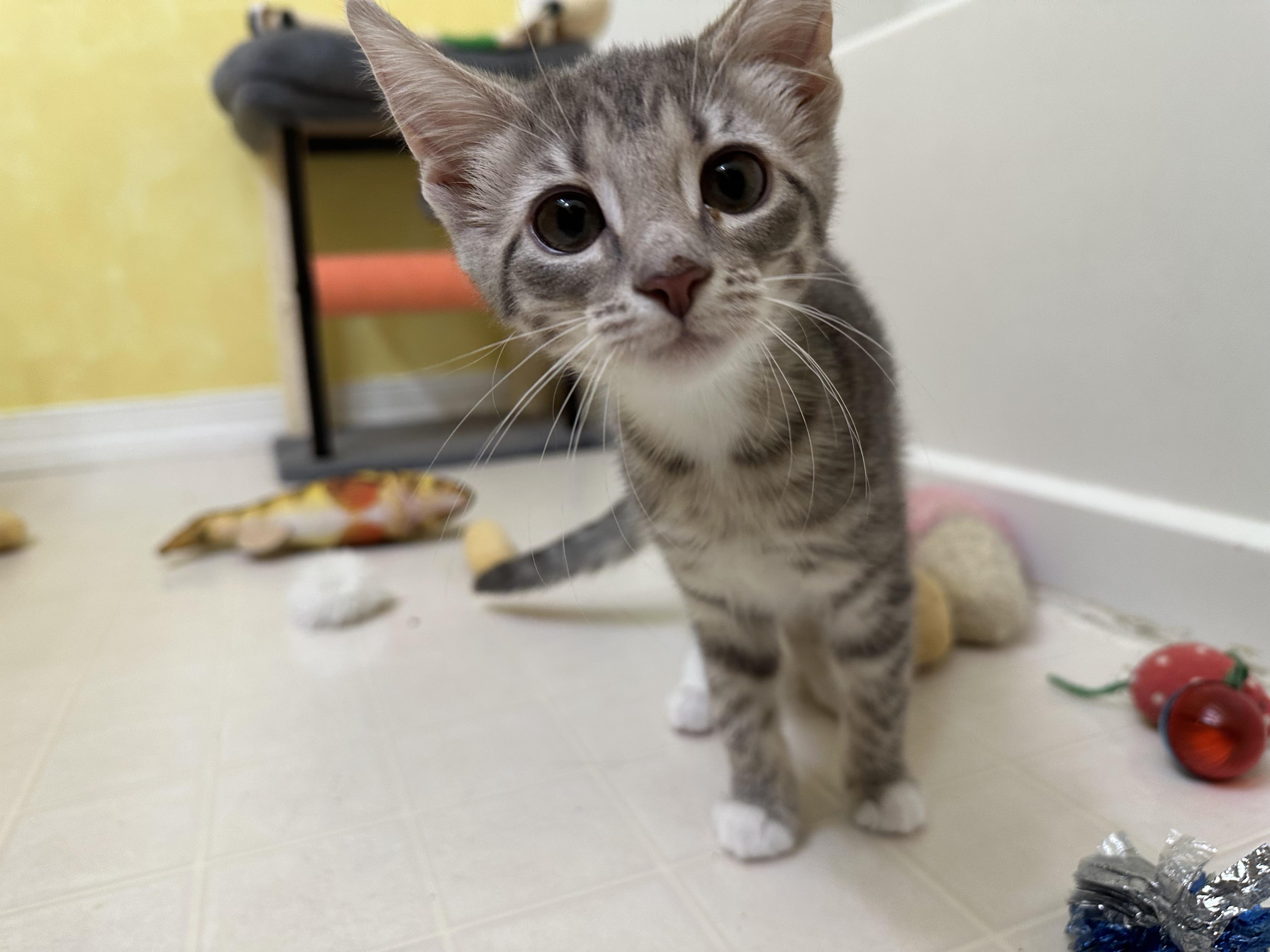 Omelette, a Adoptable Domestic Short Hair in Elkton, MD image 1/4
