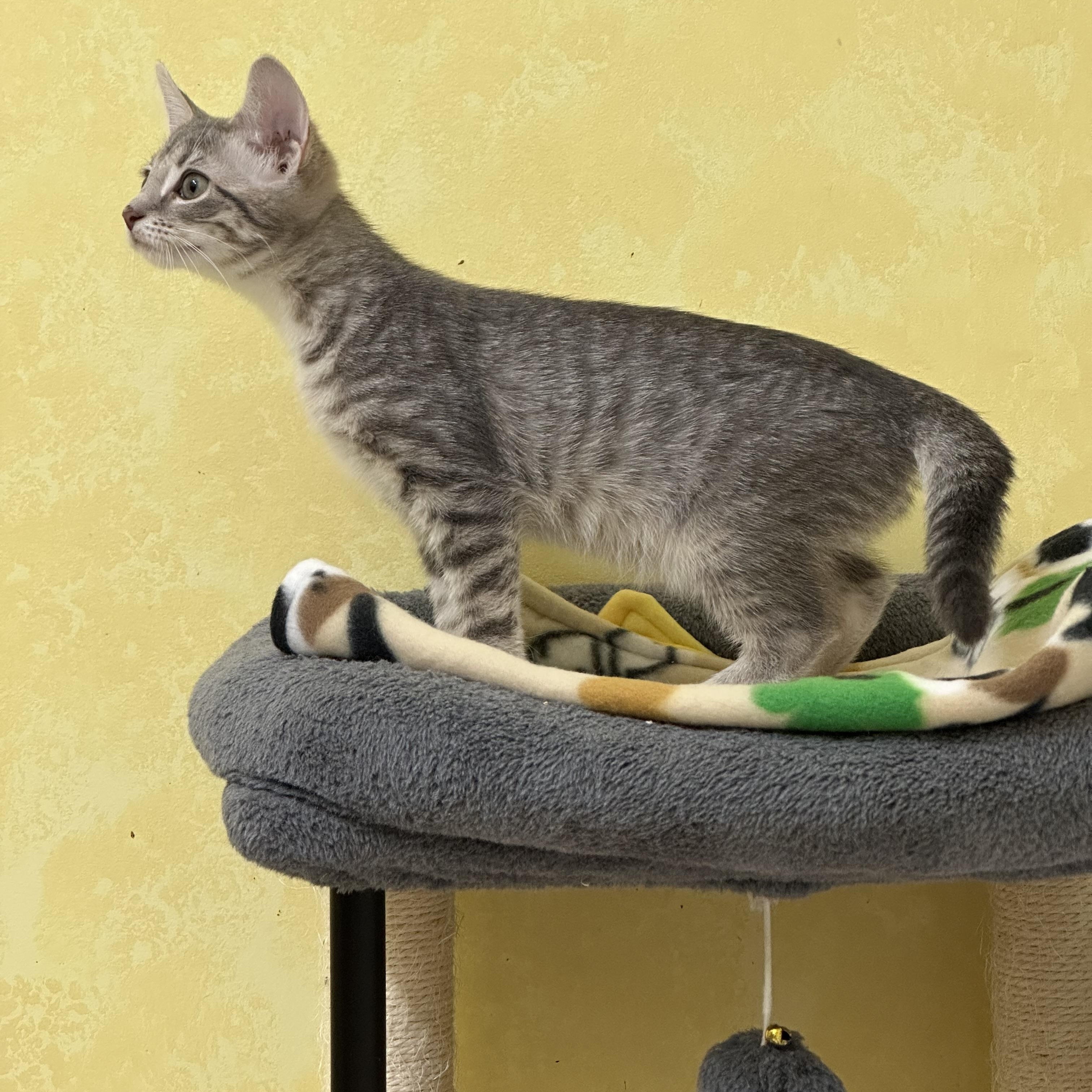 Omelette, a Adoptable Domestic Short Hair in Elkton, MD image 3/4