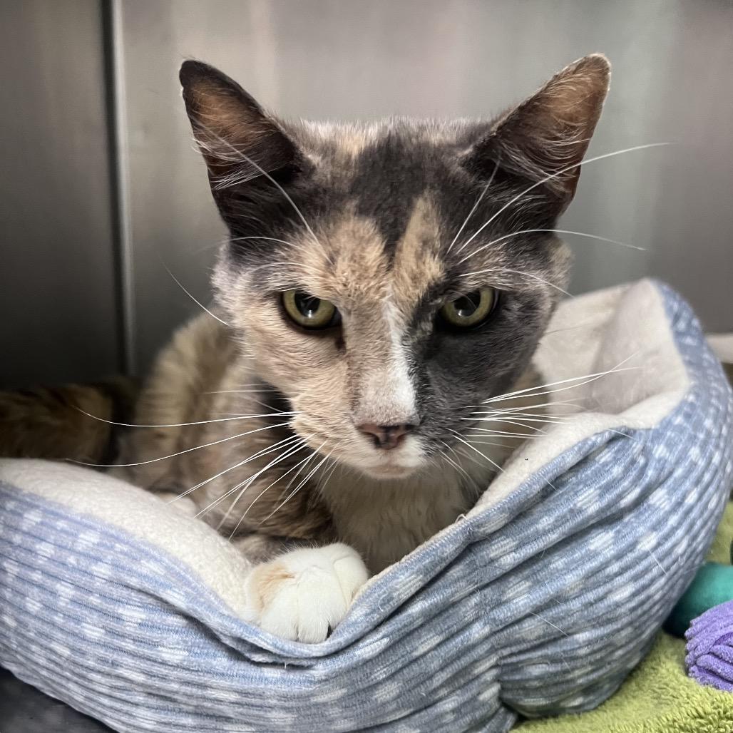 Henrietta, a Adoptable Domestic Short Hair in Alexandria, VA image 1/6