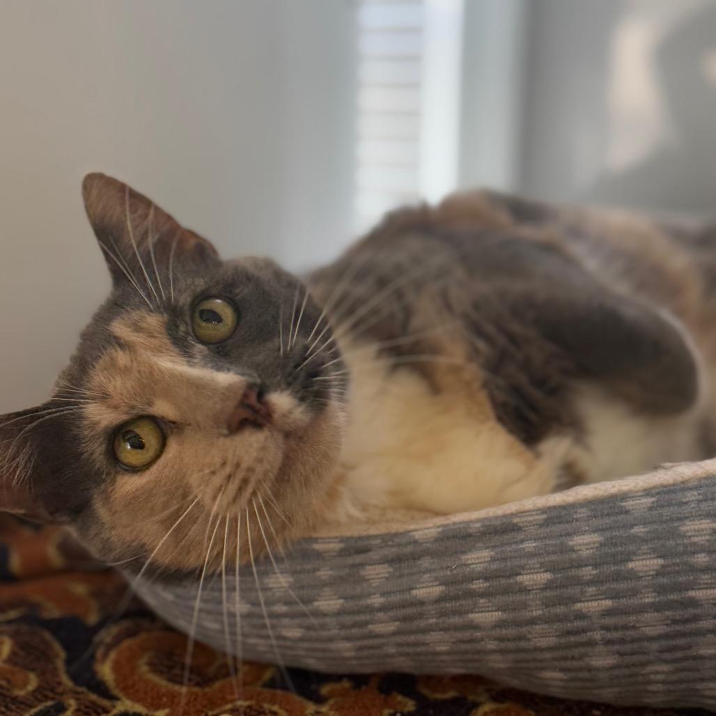 Henrietta, a Adoptable Domestic Short Hair in Alexandria, VA image 2/6