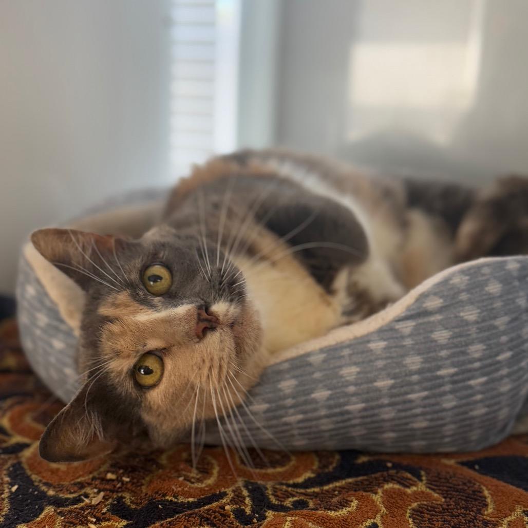 Henrietta, a Adoptable Domestic Short Hair in Alexandria, VA image 3/6