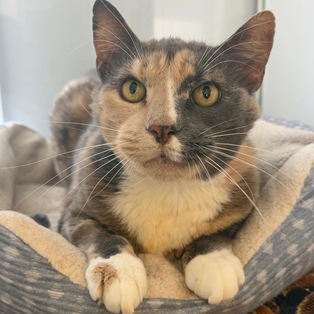 Henrietta, a Adoptable Domestic Short Hair in Alexandria, VA image 4/6