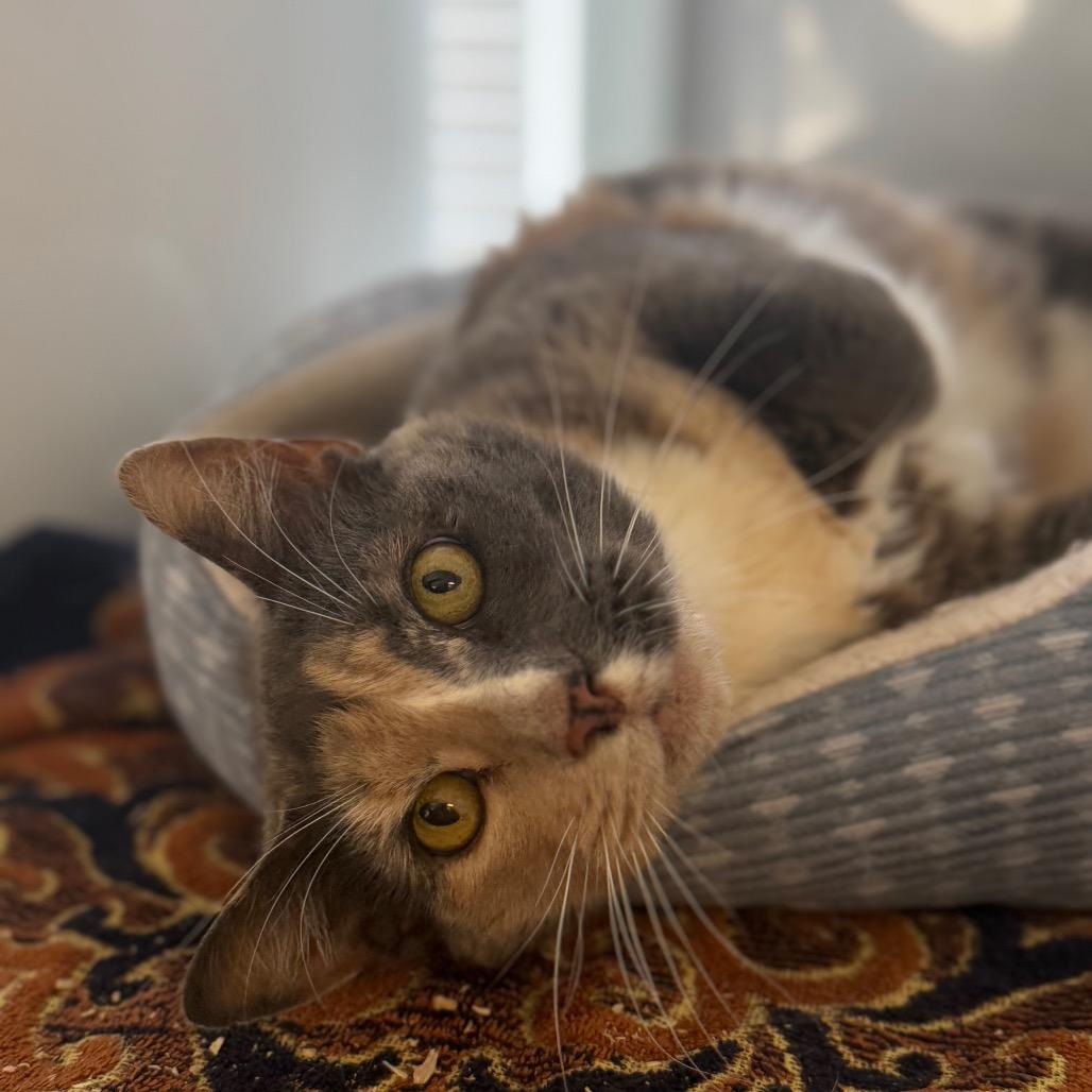 Henrietta, a Adoptable Domestic Short Hair in Alexandria, VA image 5/6