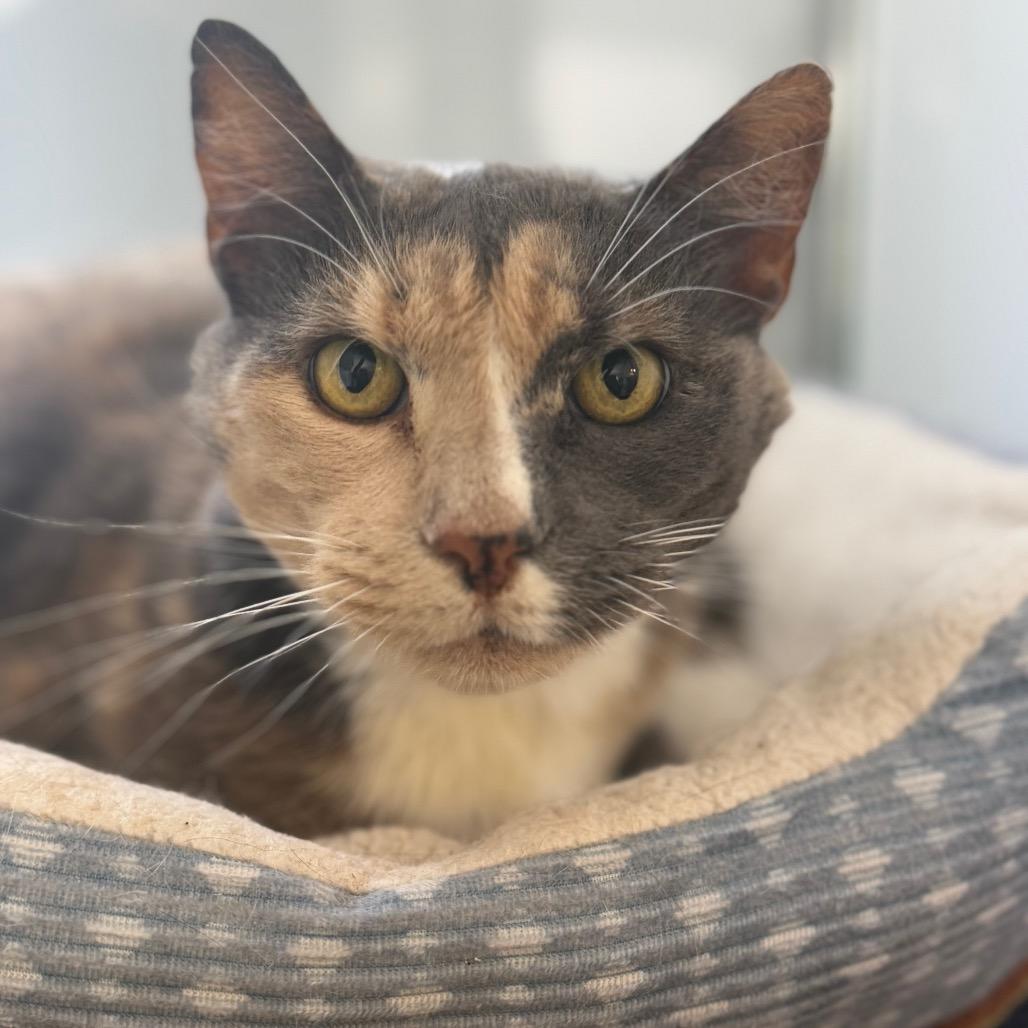 Henrietta, a Adoptable Domestic Short Hair in Alexandria, VA image 6/6