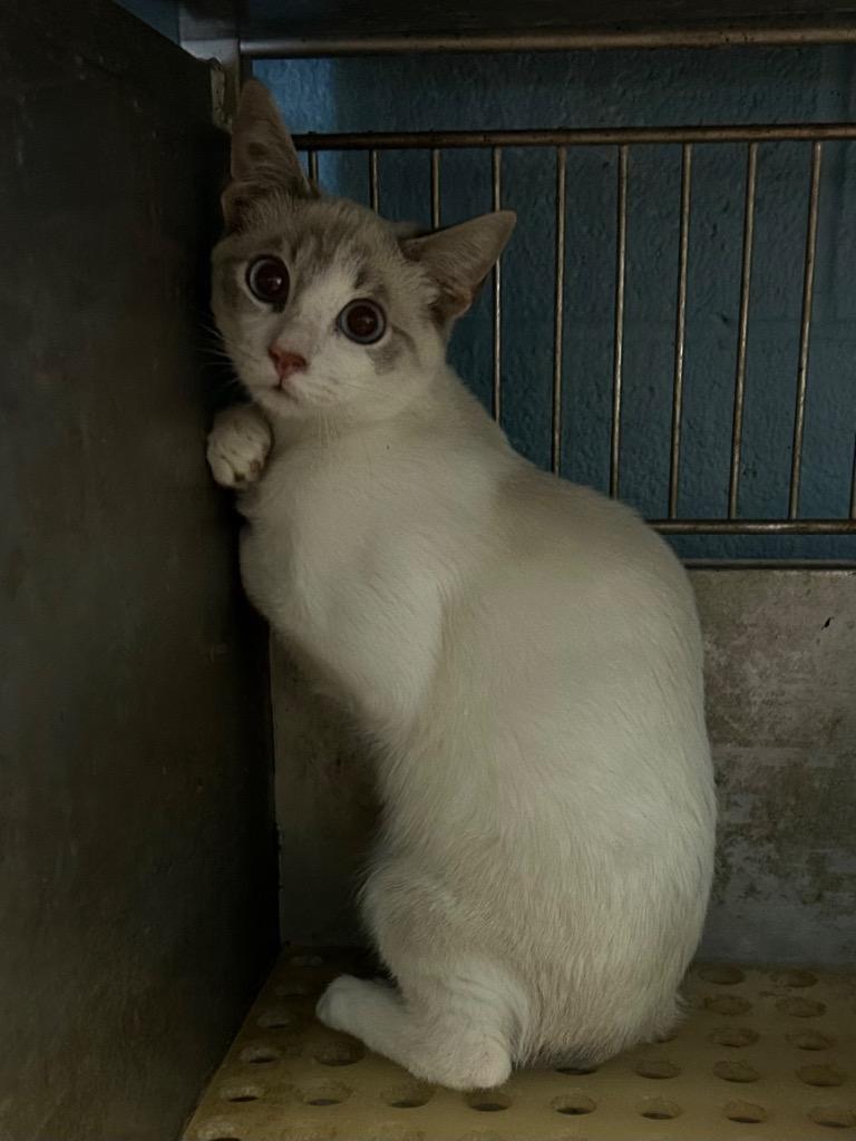 Enlarge Jazz, a Adopted mixed breed in Benton, AR image 1/1