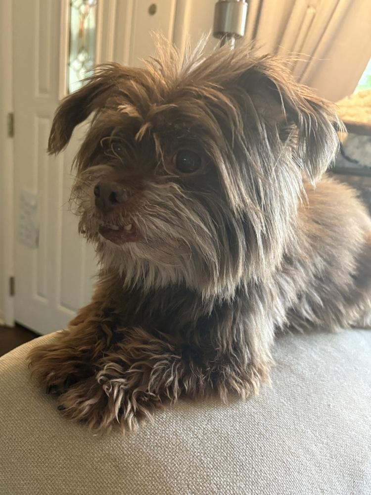 Enlarge Mick, a Adoptable mixed breed in Plymouth, MI image 1/3