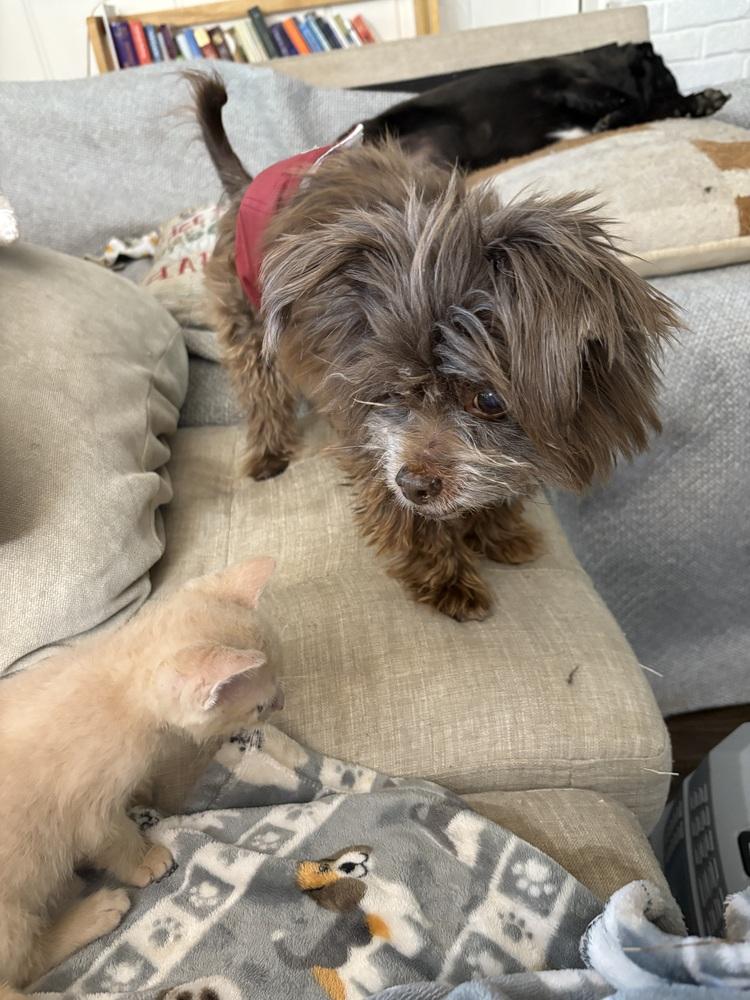 Enlarge Mick, a Adoptable mixed breed in Plymouth, MI image 3/3