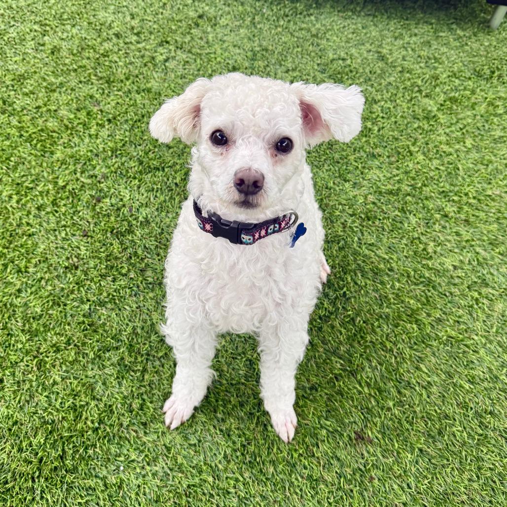 Enlarge Barney, a Adoptable Poodle in Agoura Hills, CA image 1/5