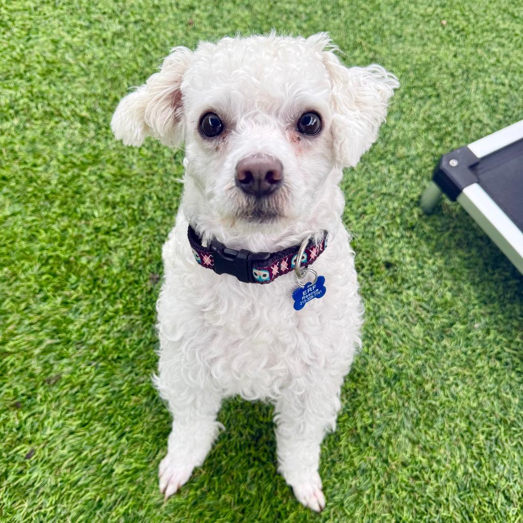 Enlarge Barney, a Adoptable Poodle in Agoura Hills, CA image 2/5