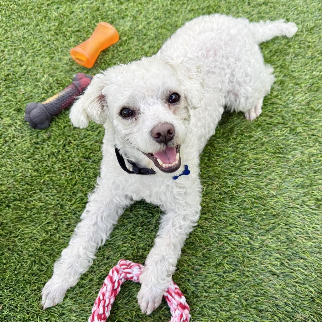 Enlarge Barney, a Adoptable Poodle in Agoura Hills, CA image 3/5