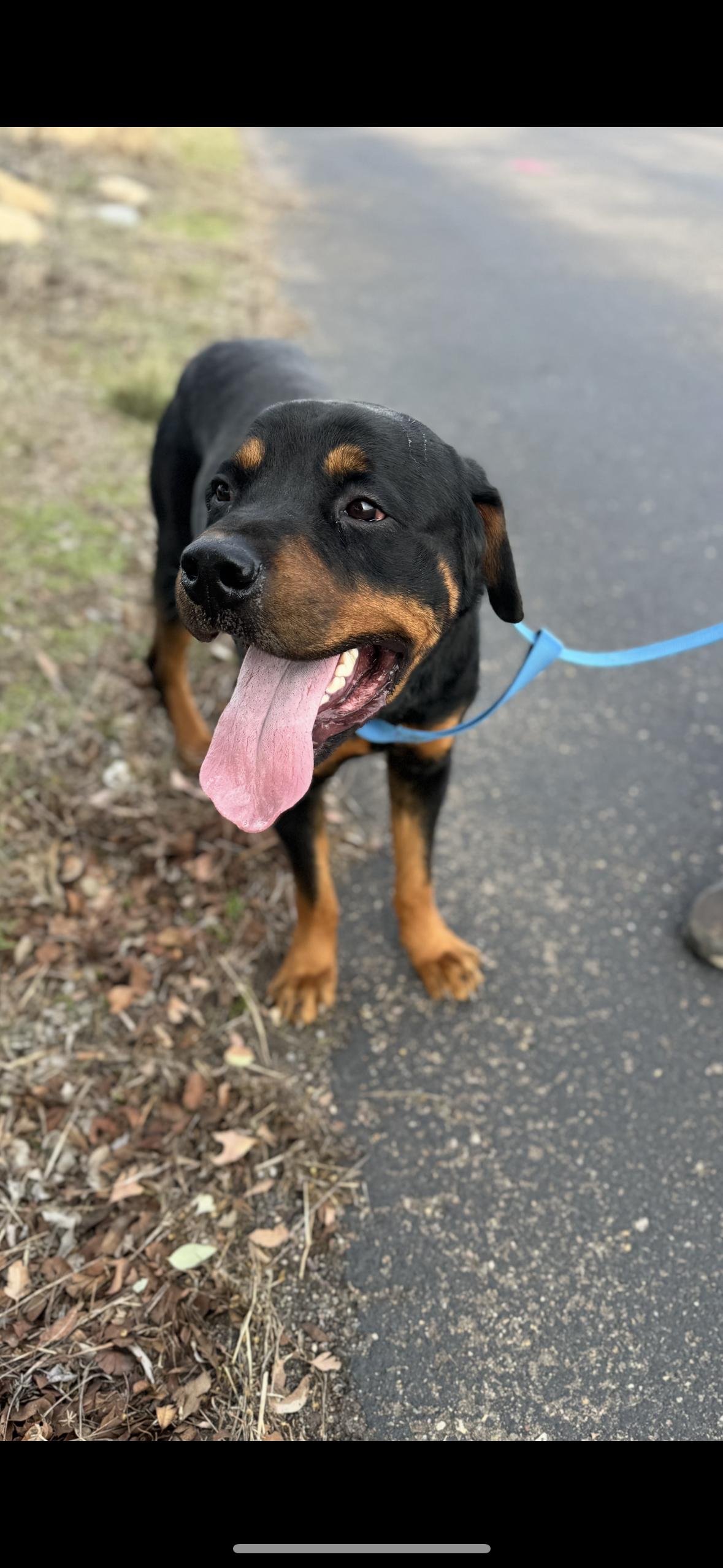 Enlarge Kobe, a Adopted Rottweiler in Ramona, CA image 1/3