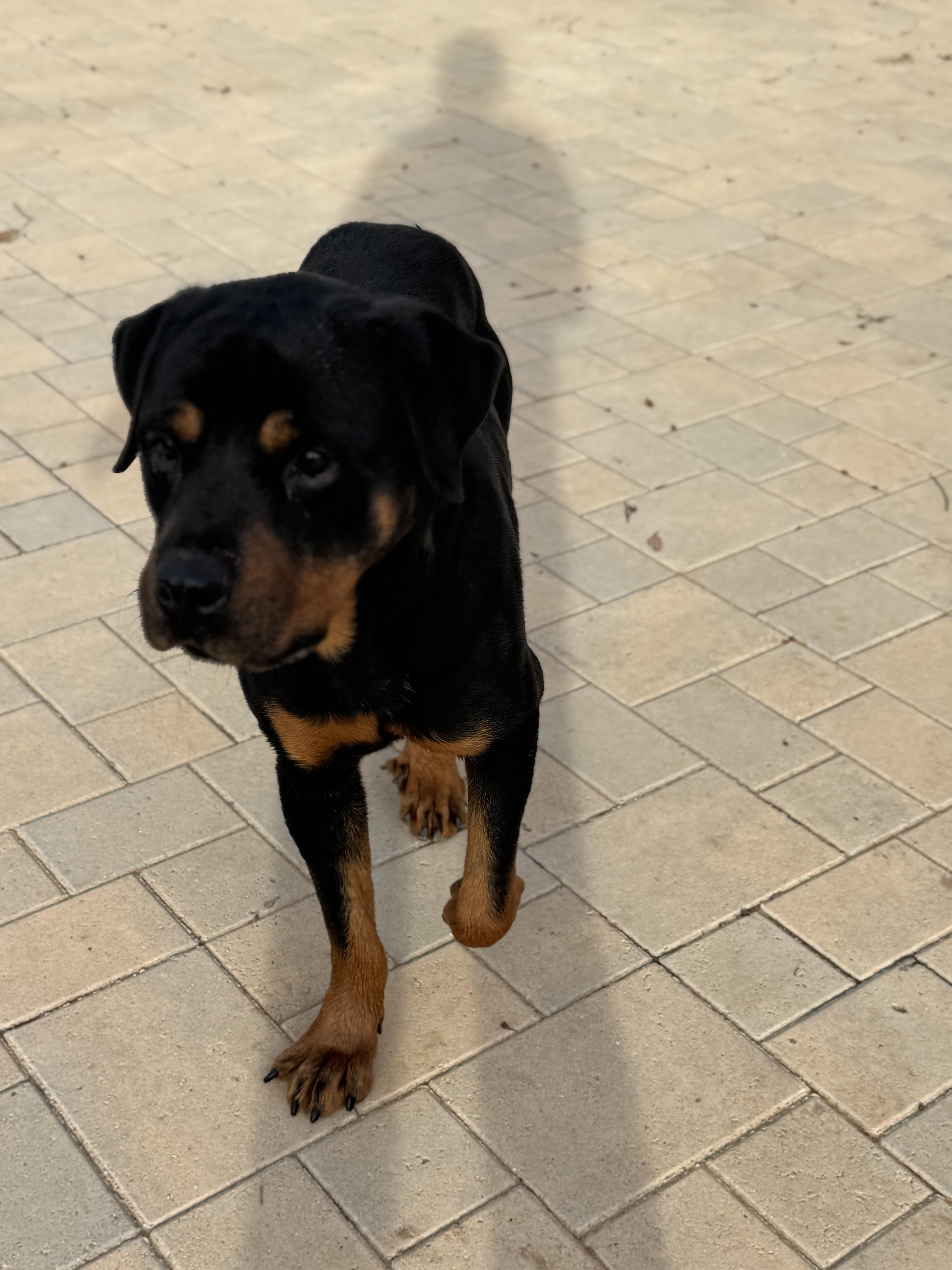Enlarge Kobe, a Adopted Rottweiler in Ramona, CA image 2/3