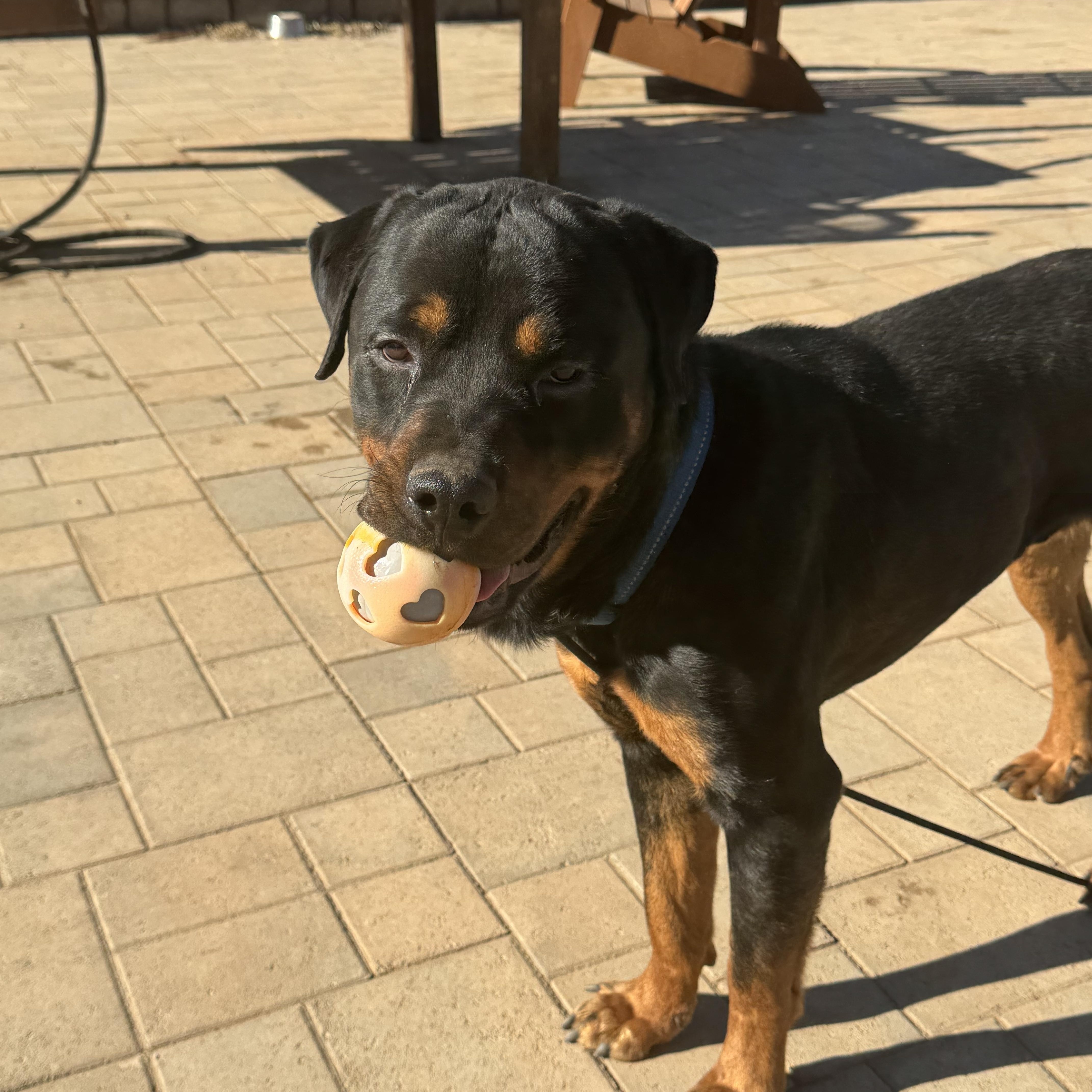 Enlarge Kobe, a Adopted Rottweiler in Ramona, CA image 3/3