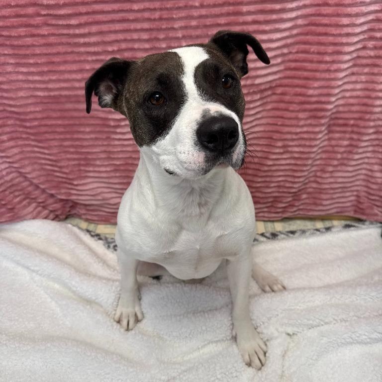 Enlarge Marge, a ADOPTABLE mixed breed in Benld, IL image 1/1