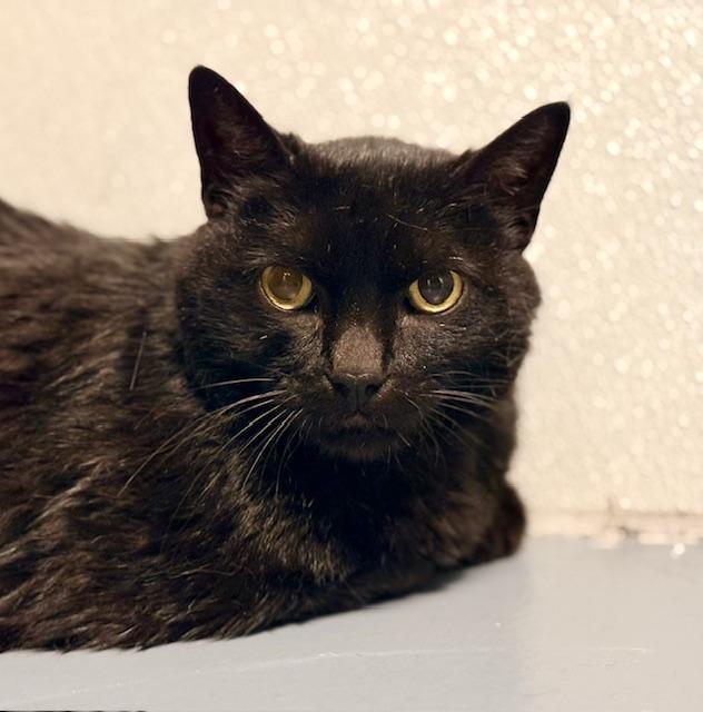 TJ, ADOPTABLE, Senior Male Domestic Short Hair.