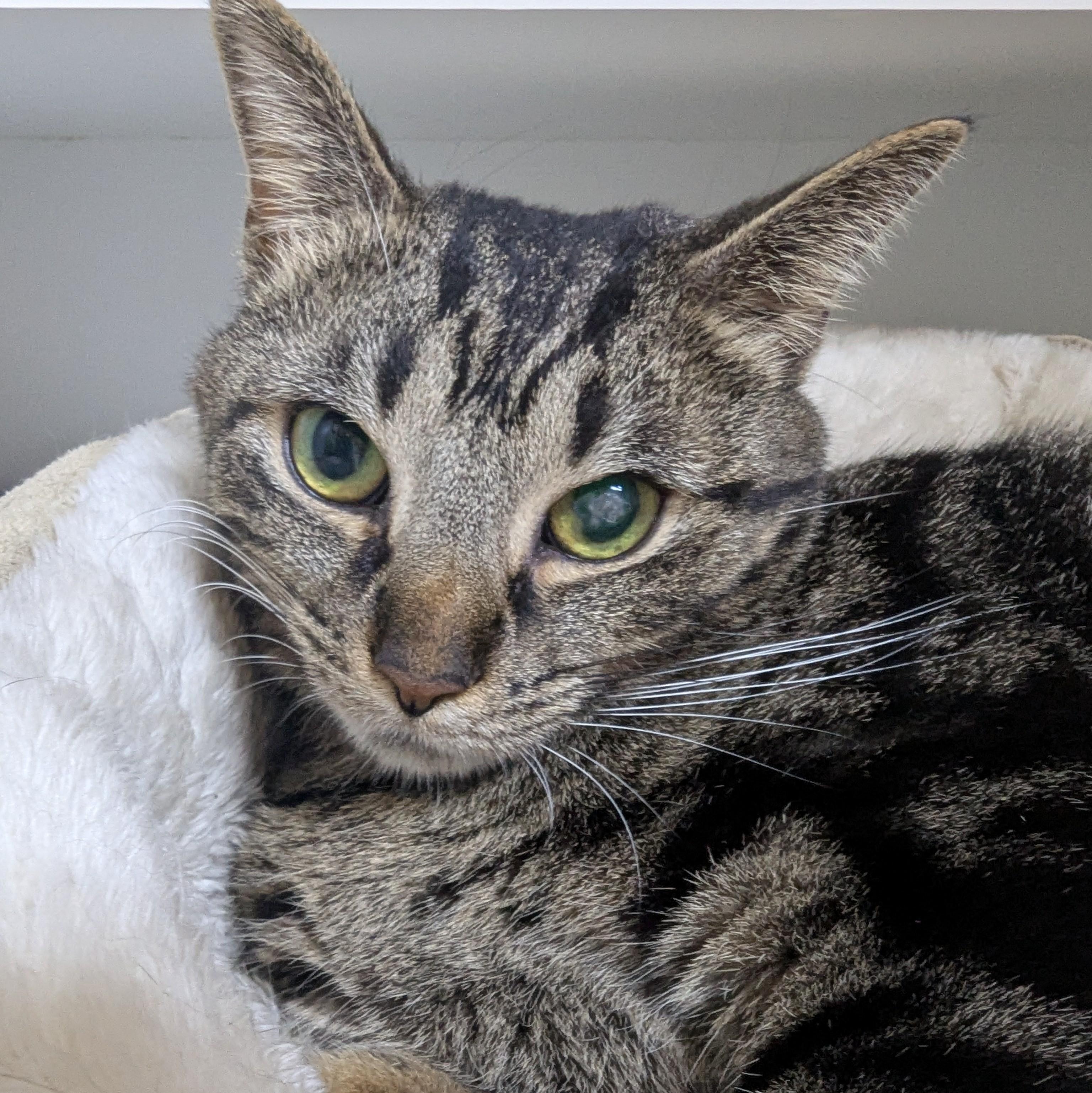 Lucy, Adult Female Domestic Short Hair