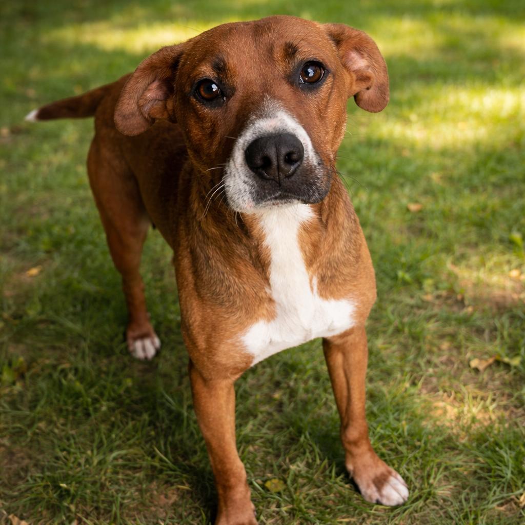 Rosie, Adoptable, Adult Female Boxer & Mixed Breed.