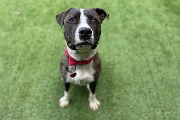 MICKEY, Adoptable, Young Male Mixed Breed.