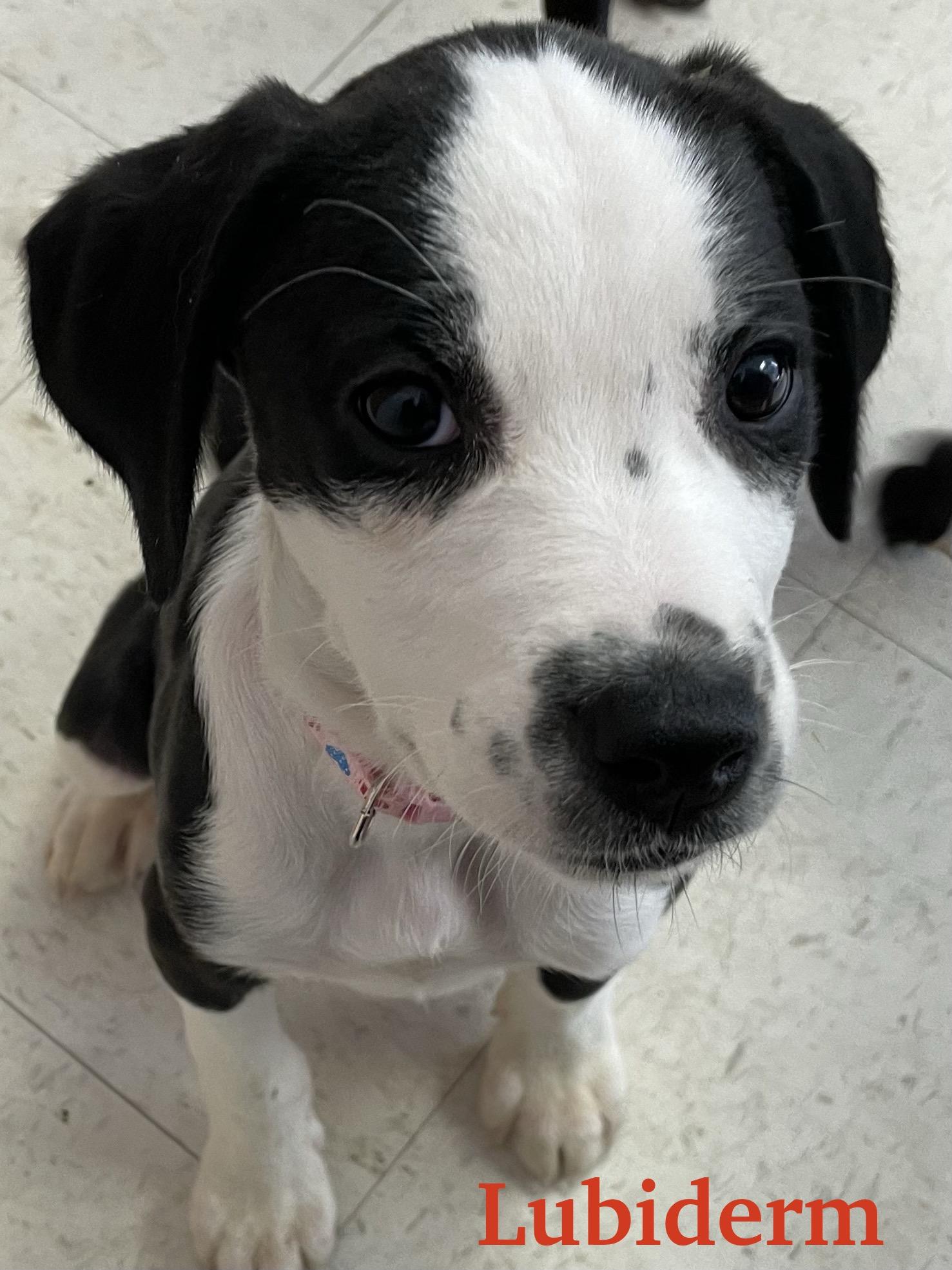 Enlarge Lubiderm, a ADOPTABLE mixed breed in Monson, MA image 2/3