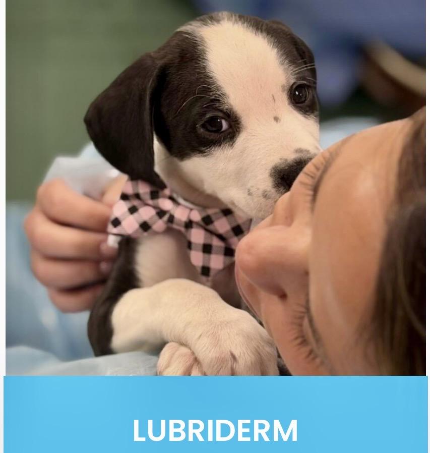 Enlarge Lubiderm, a ADOPTABLE mixed breed in Monson, MA image 1/3