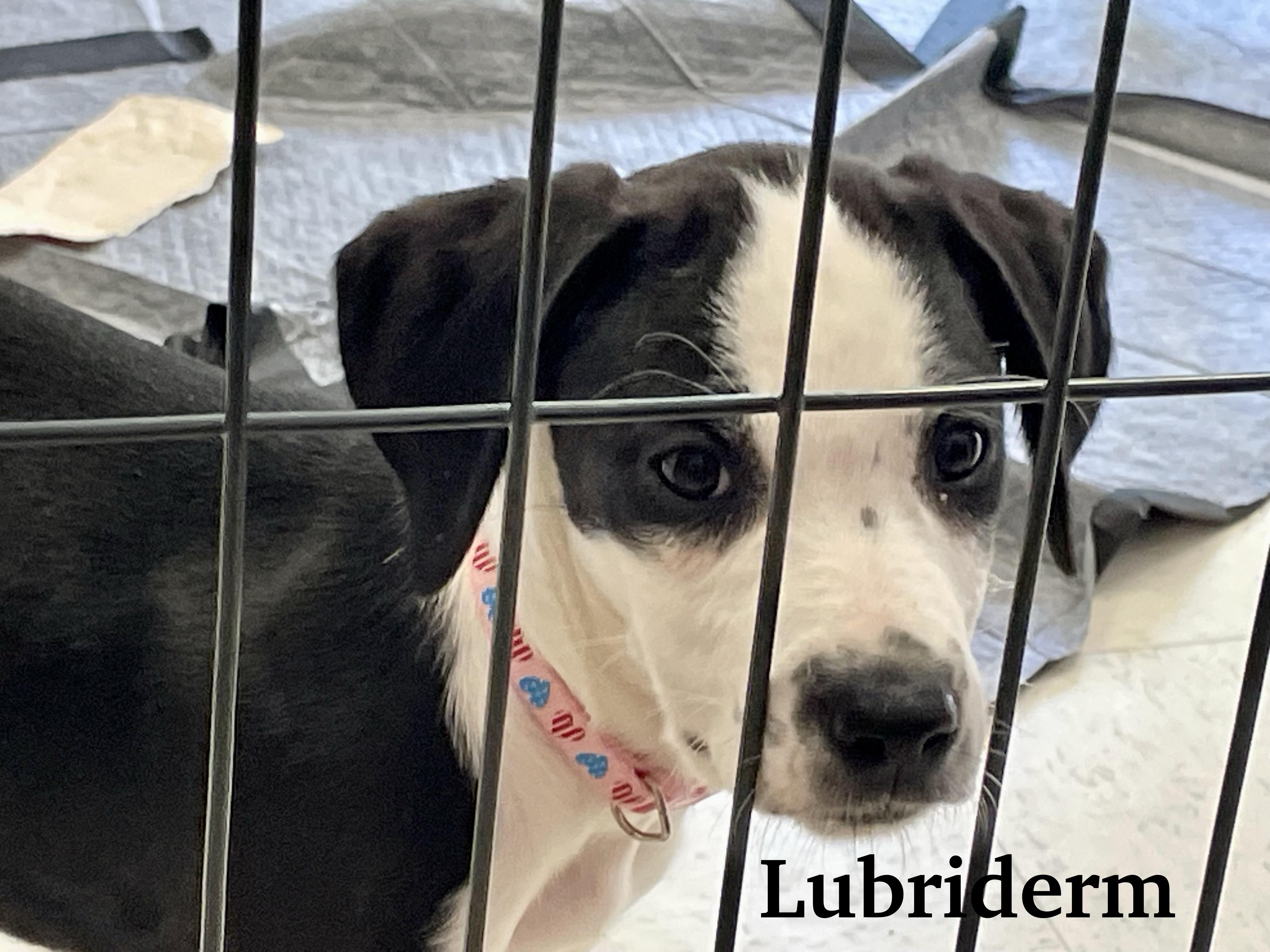 Enlarge Lubiderm, a ADOPTABLE mixed breed in Monson, MA image 3/3