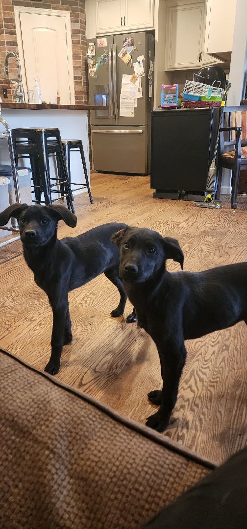 Cassie, Adopted, Puppy Female Black Labrador Retriever & Labrador Retriever.