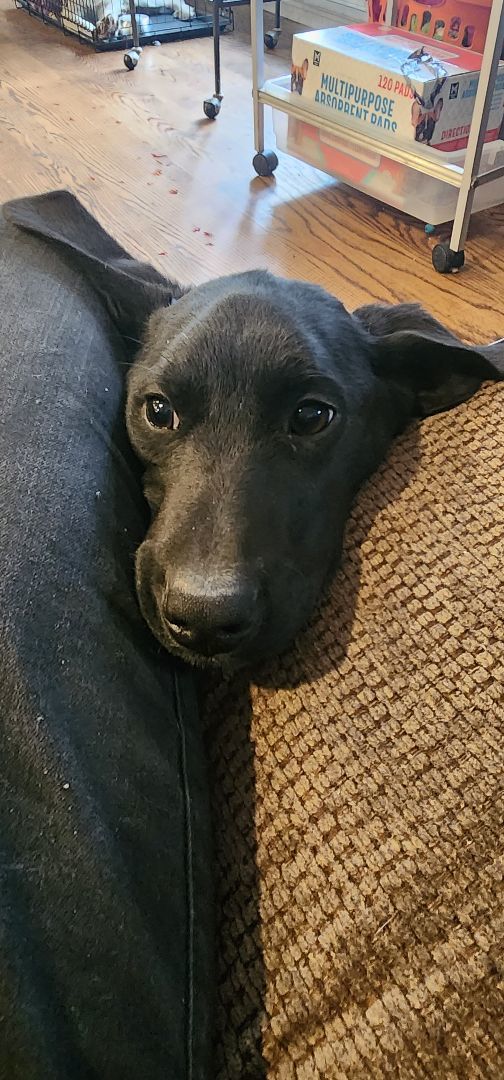 Enlarge Cassie, a Adopted mixed breed in Kimball, MI image 2/3