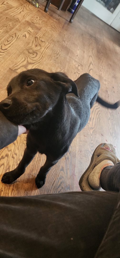 Cassie, Adopted, Puppy Female Black Labrador Retriever & Labrador Retriever.