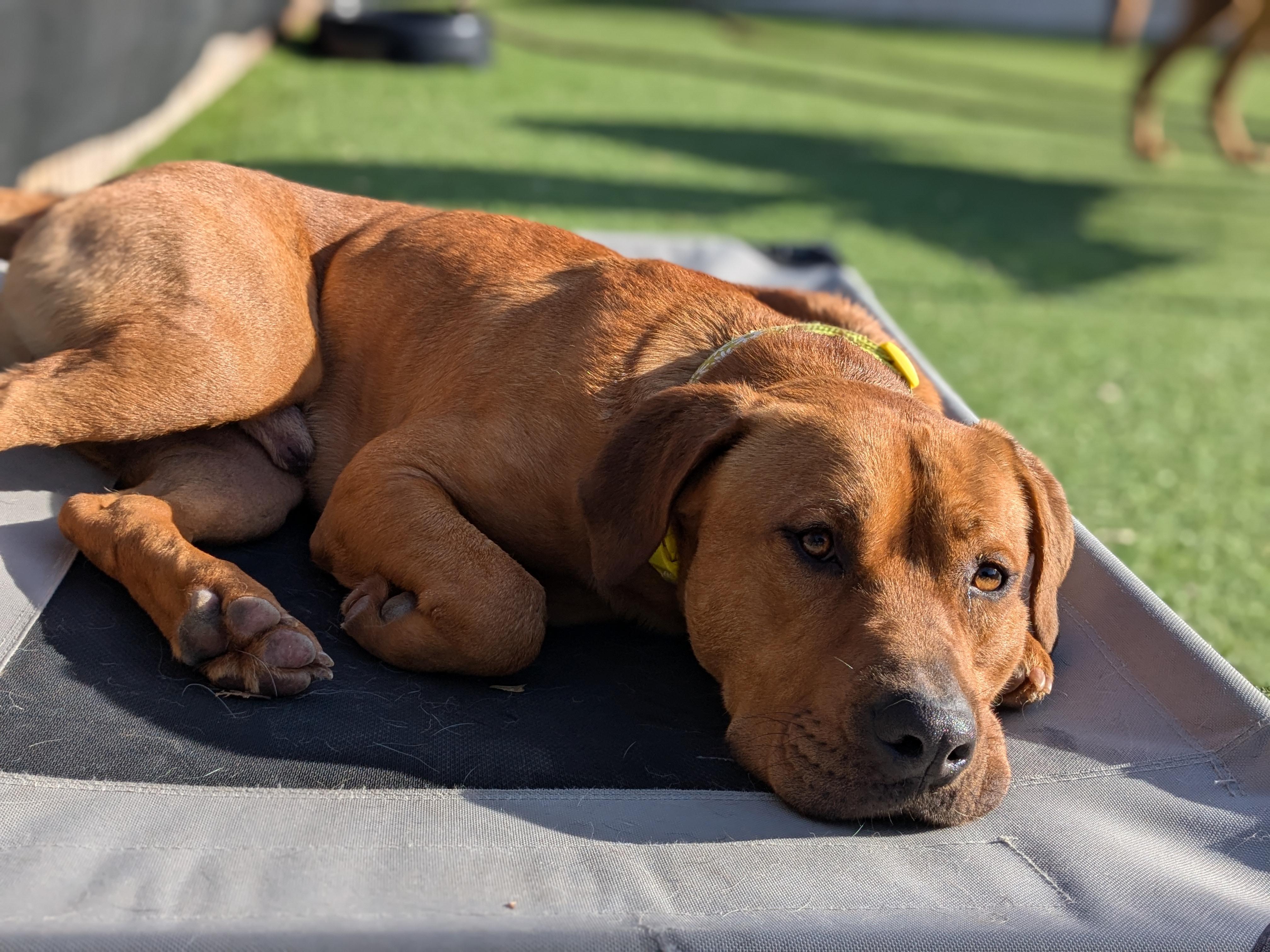 Gur, an adoptable Labrador Retriever, Mastiff in Boise, ID, 83706 | Photo Image 3