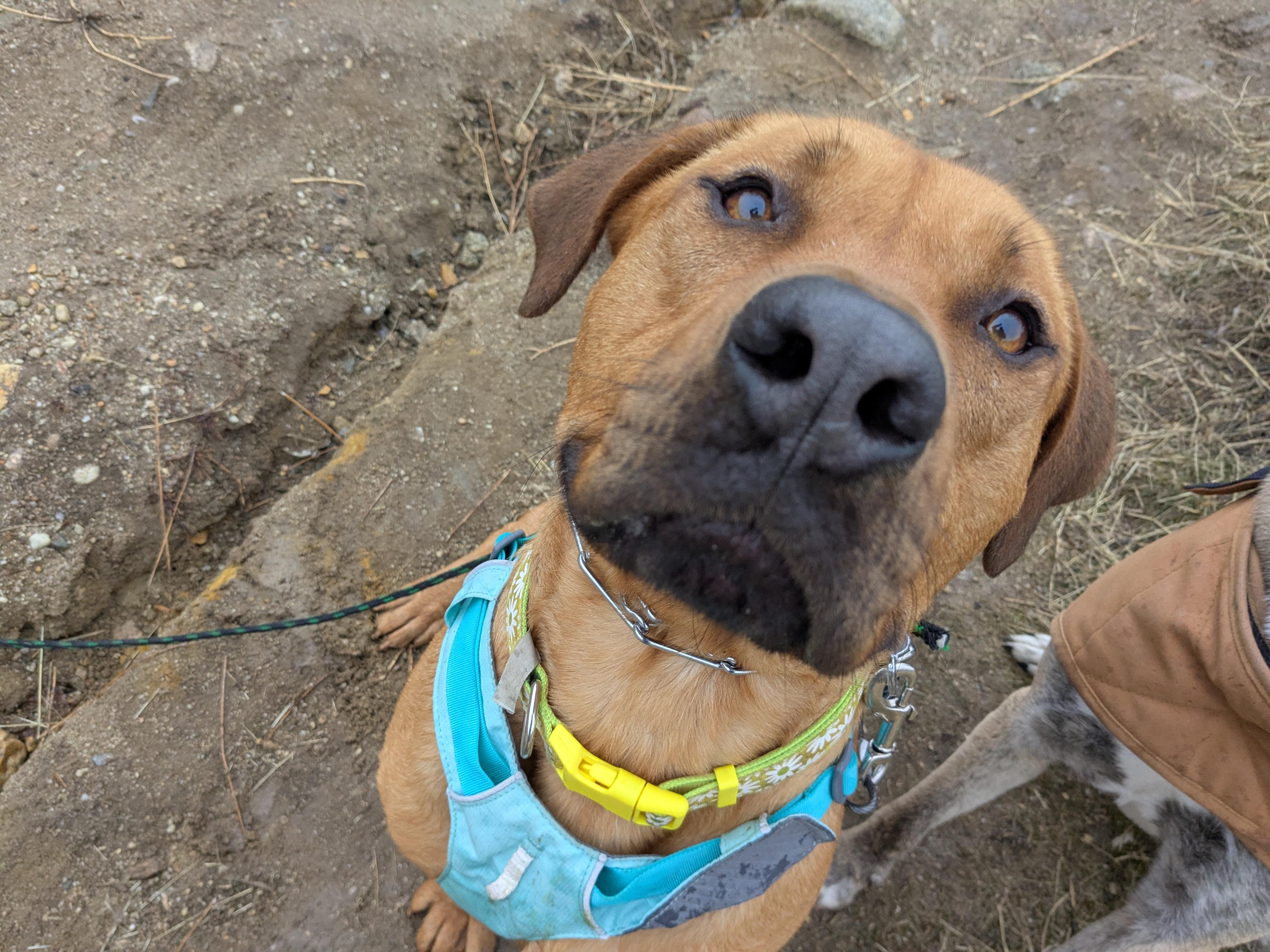 Gur, an adoptable Labrador Retriever, Mastiff in Boise, ID, 83706 | Photo Image 1