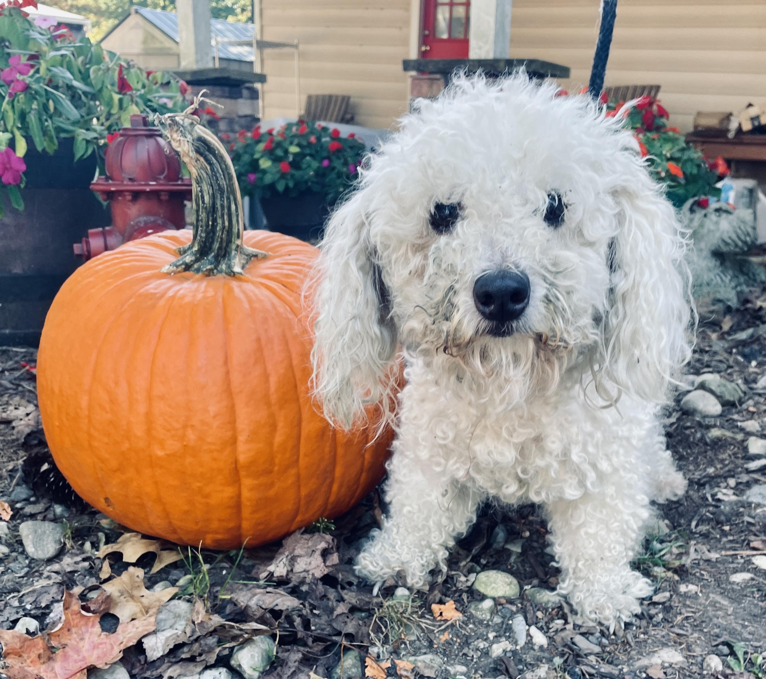 Enlarge Ciara - Adoption Pending, an adopted mixed breed in Warren, NJ image 3/6