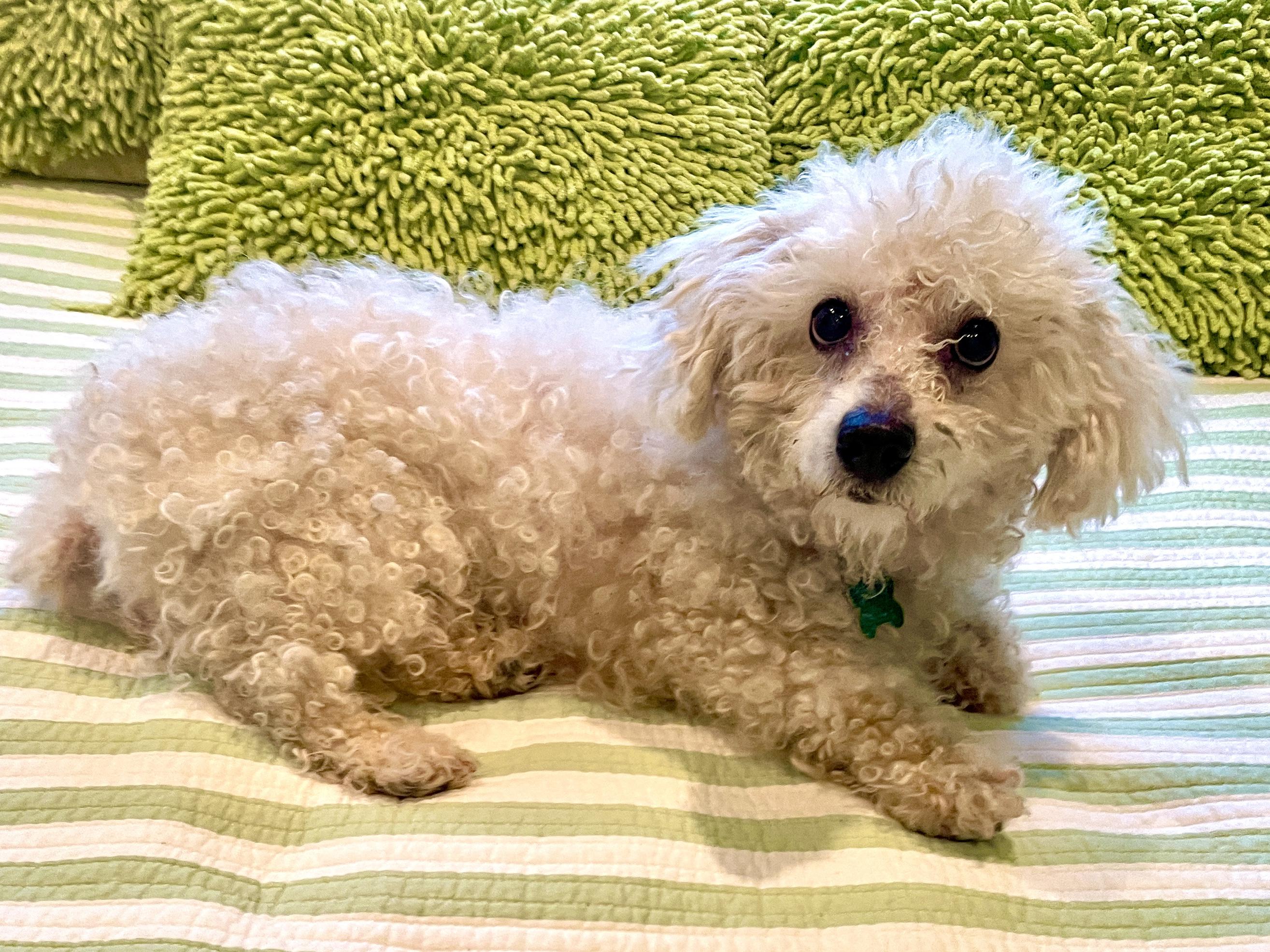 Enlarge Ciara - Adoption Pending, an adopted mixed breed in Warren, NJ image 5/6