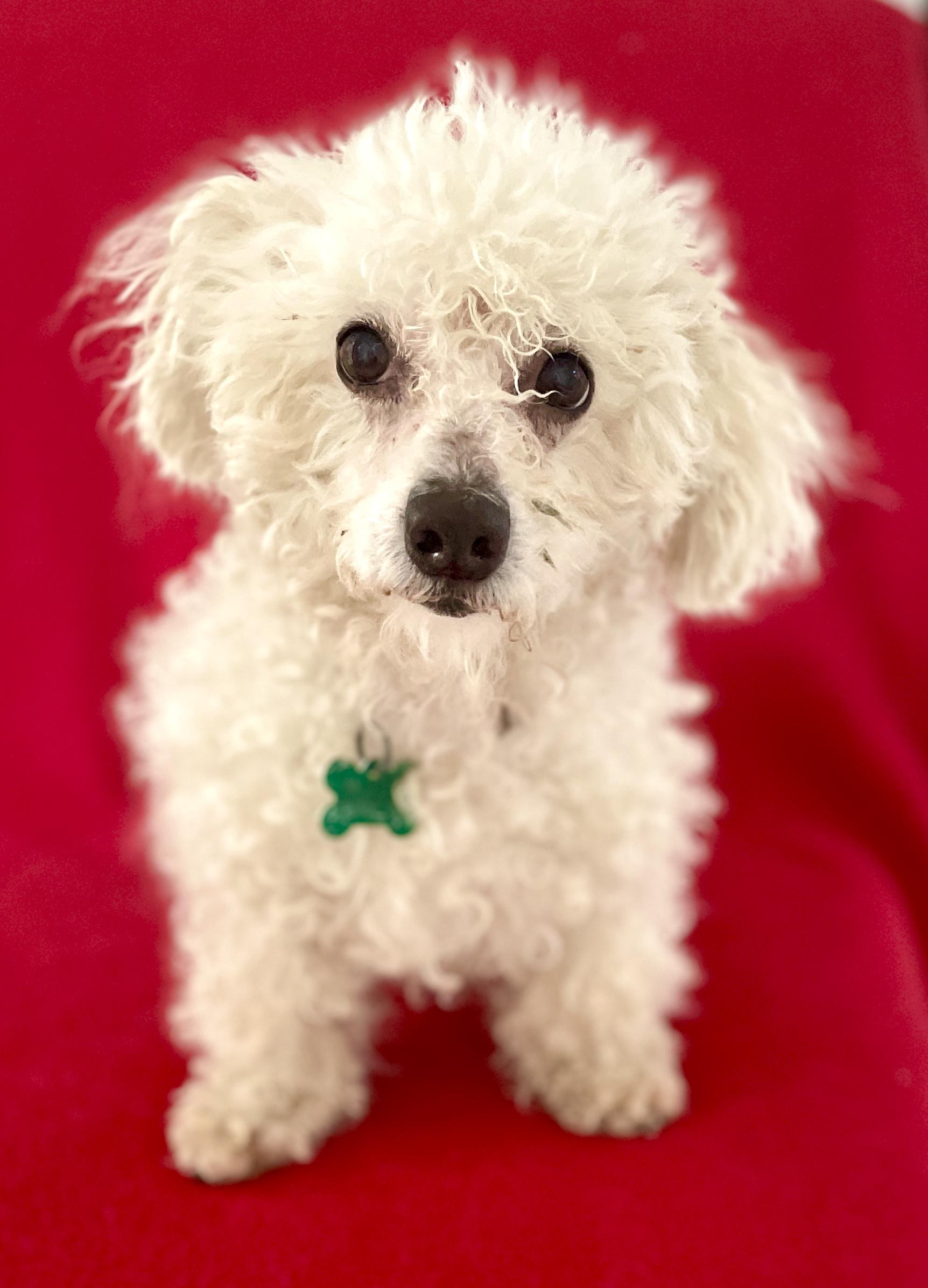 Enlarge Ciara - Adoption Pending, an adopted mixed breed in Warren, NJ image 2/6