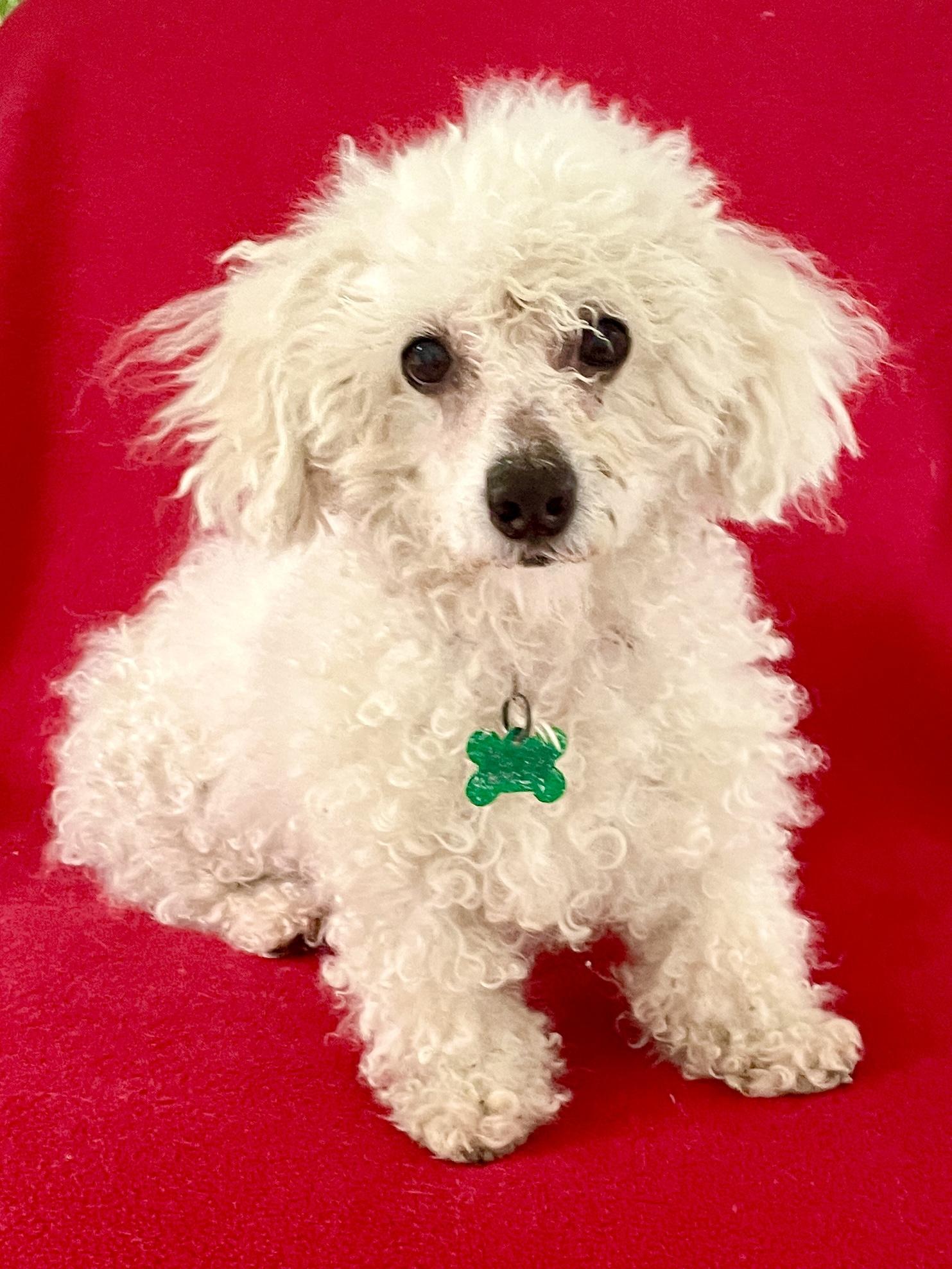 Enlarge Ciara - Adoption Pending, an adopted mixed breed in Warren, NJ image 4/6