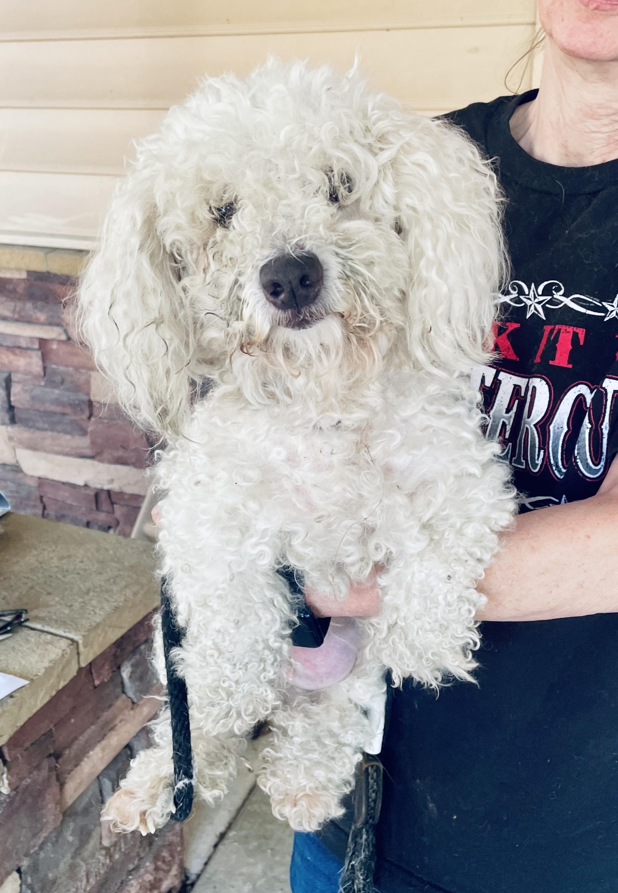 Enlarge Ciara - Adoption Pending, an adopted mixed breed in Warren, NJ image 6/6