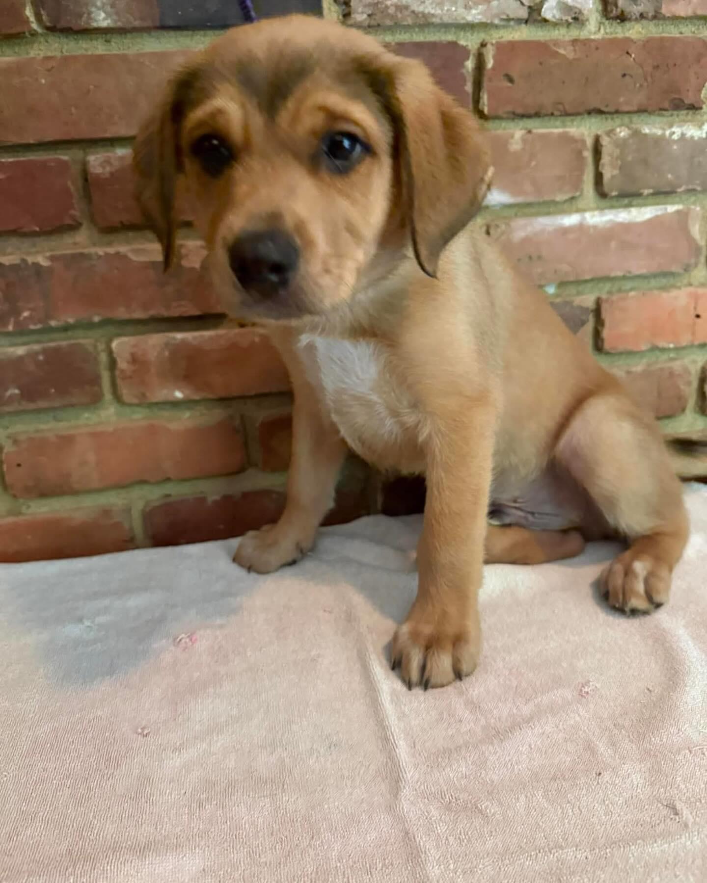 Blake , adopted, Puppy Male Mixed Breed.