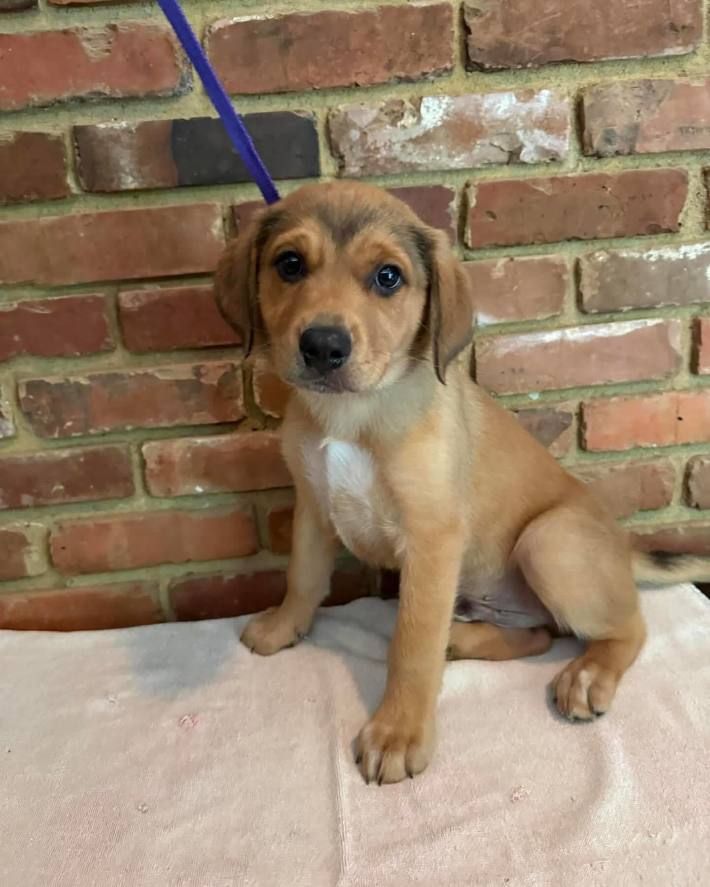 Blake , an adopted Mixed Breed in St Marys, OH image 2/3