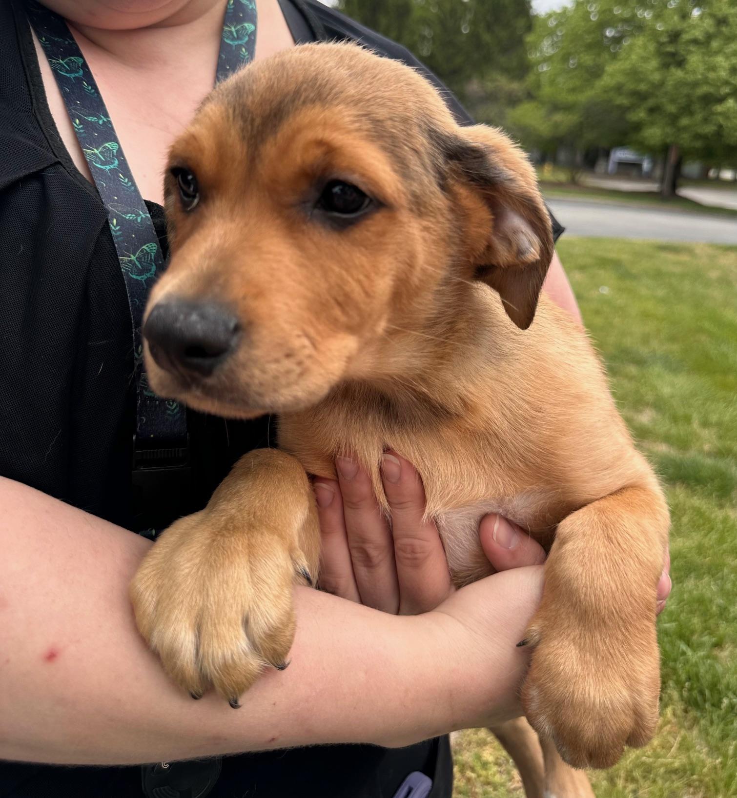 Blake , an adopted Mixed Breed in St Marys, OH image 3/3