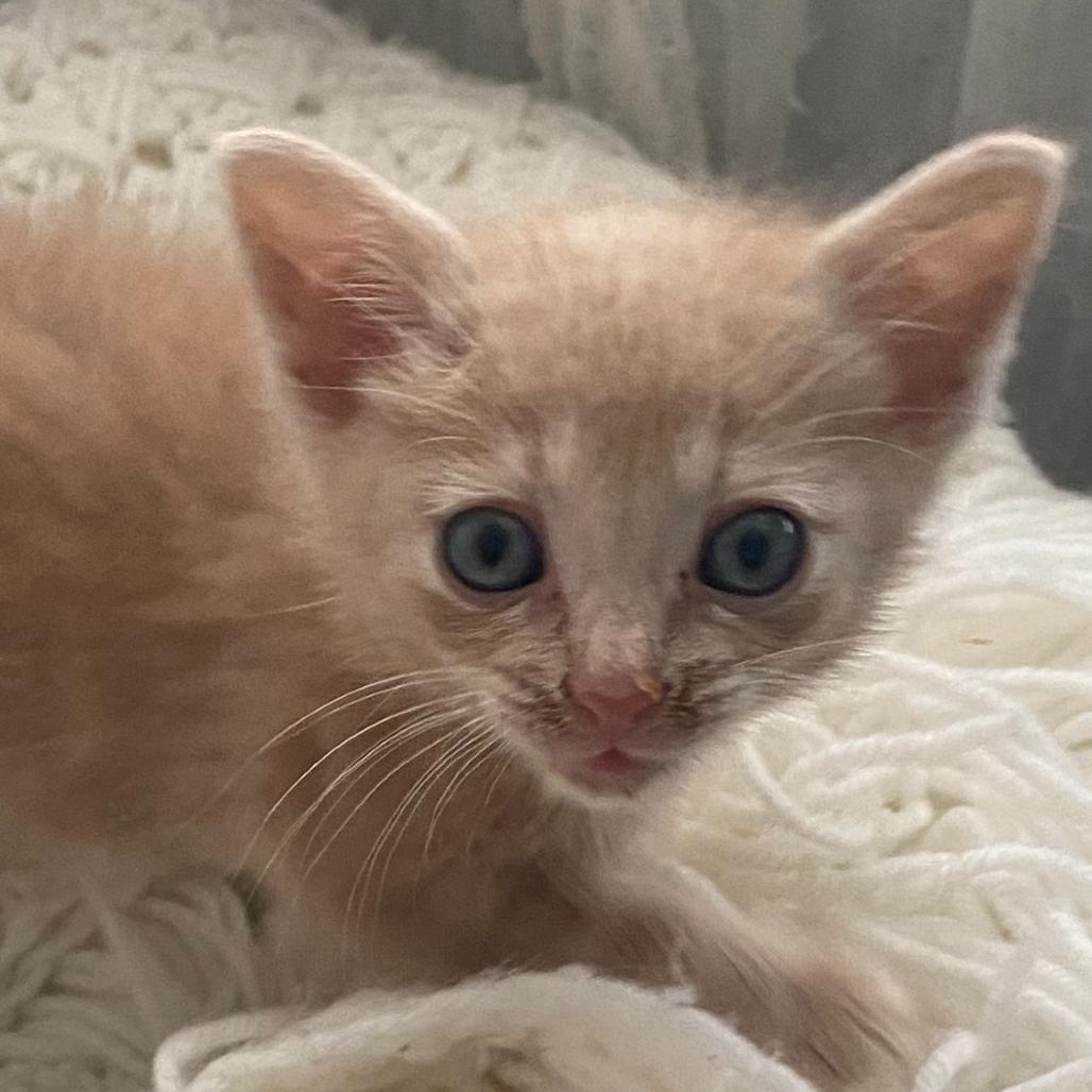 Doc, Adoptable, Kitten Male Domestic Short Hair.