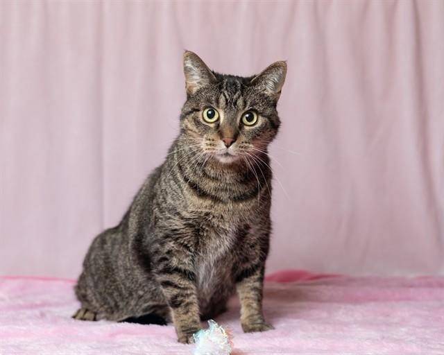 Enlarge TABBY, a Adoptable Domestic Short Hair in Ames, IA image 1/2