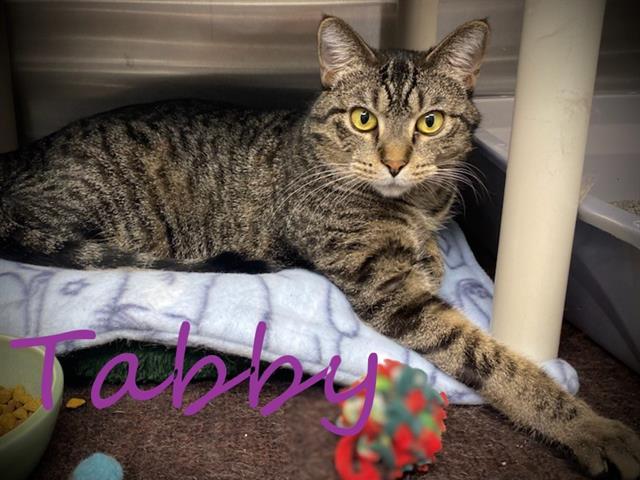 TABBY, Adoptable, Adult Female Domestic Short Hair.