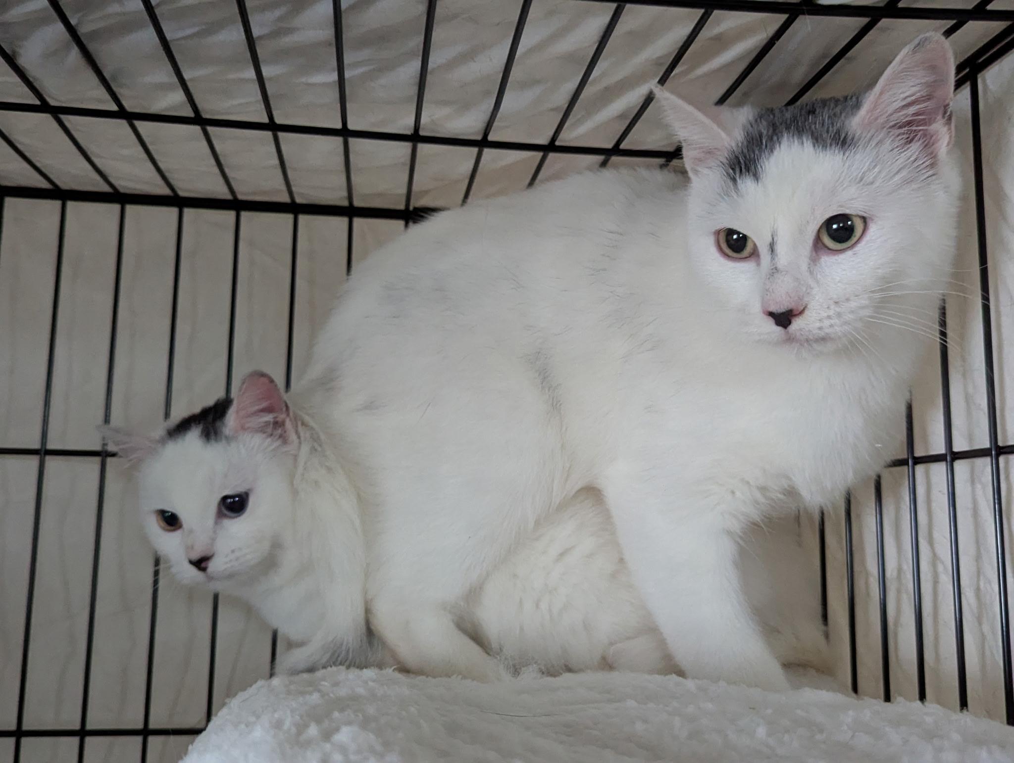 Jamie, ADOPTABLE, Adult Female Domestic Short Hair.